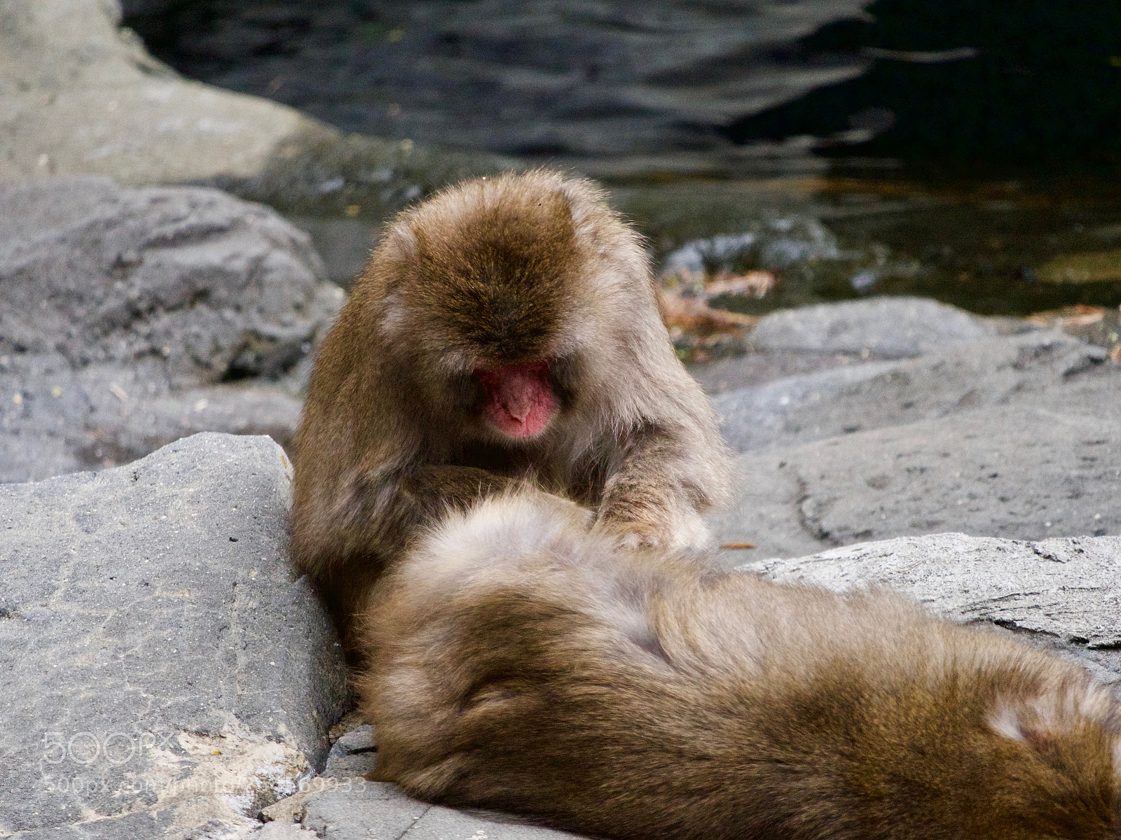 Panasonic Lumix DC-GH5 sample photo. Monkey photography