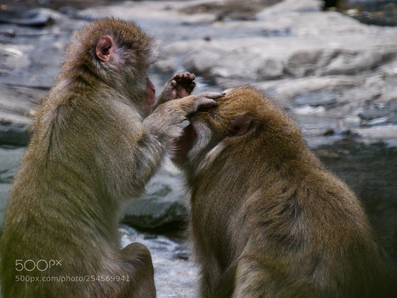 Panasonic Lumix DC-GH5 sample photo. Monkey photography