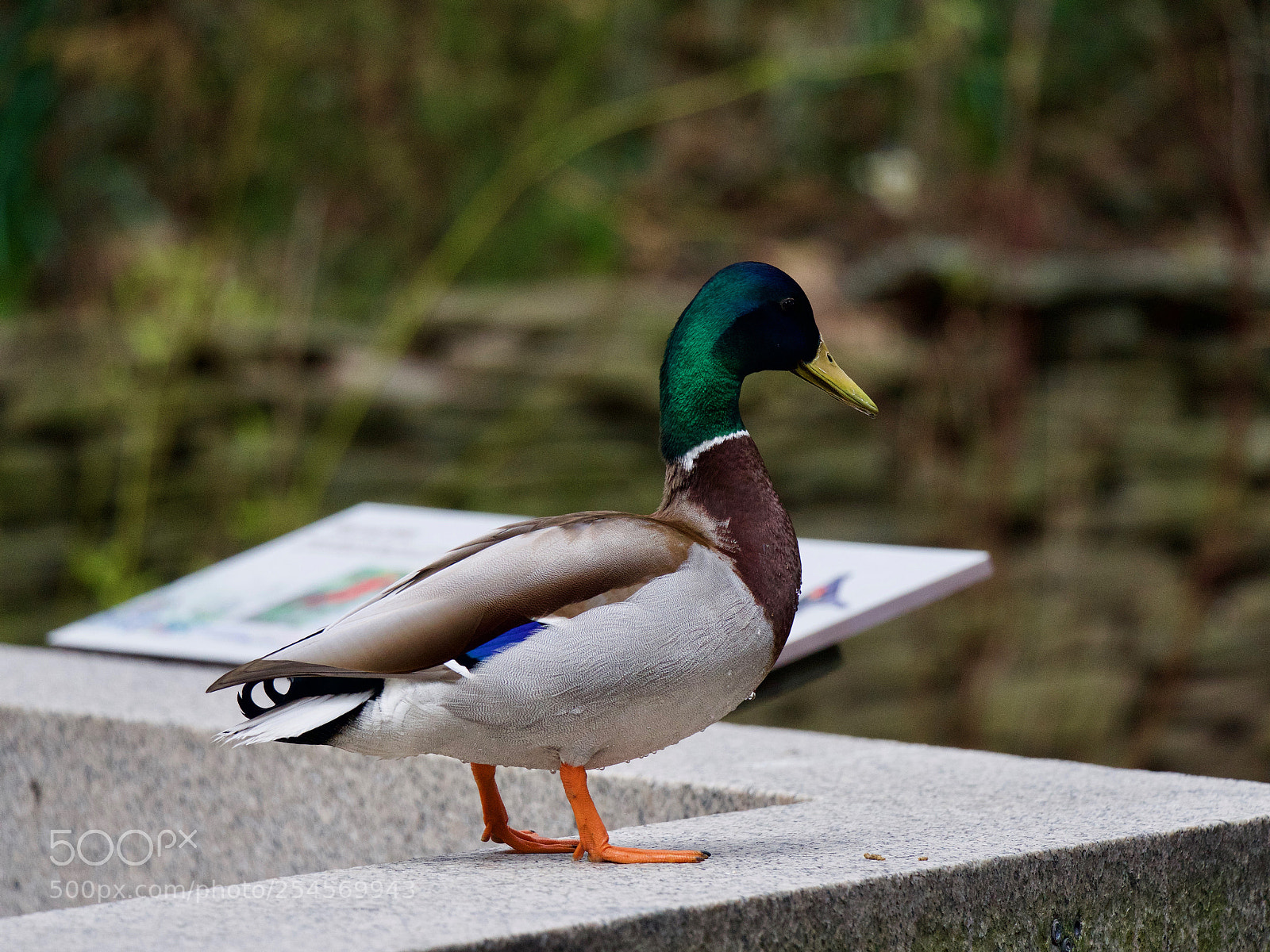 Panasonic Lumix DC-GH5 sample photo. Duck photography