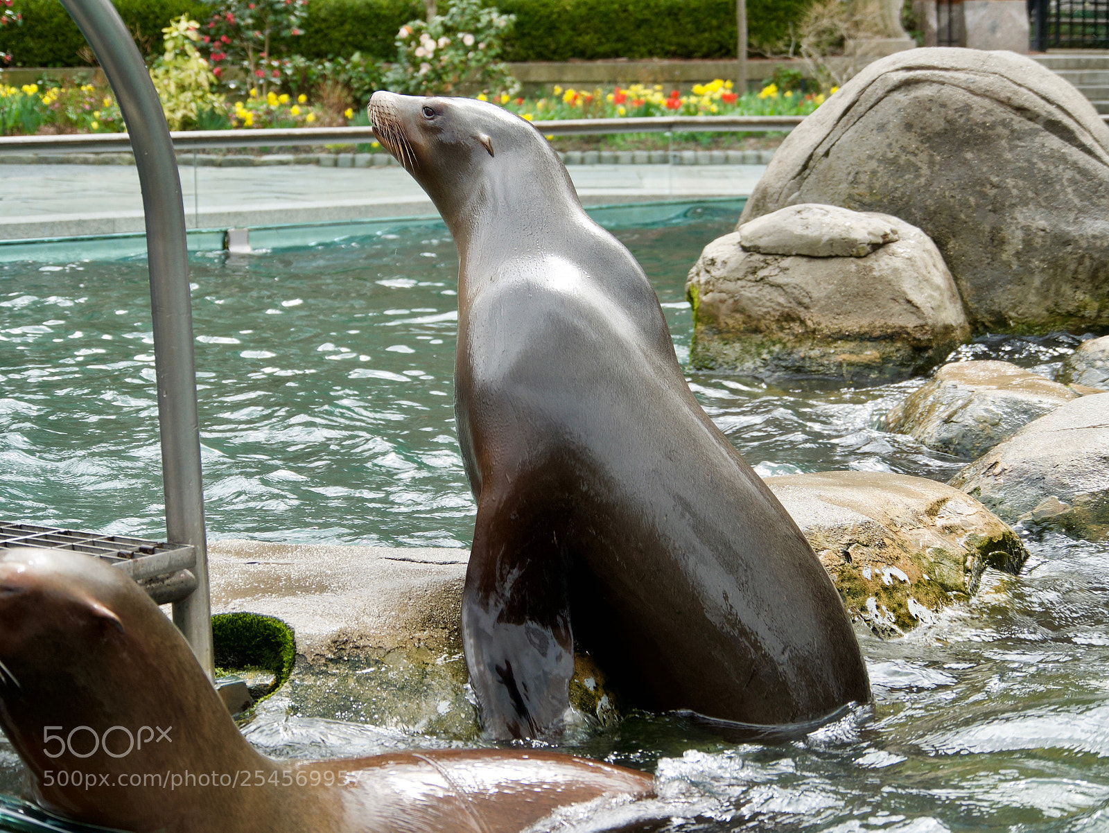 Panasonic Lumix DMC-GX85 (Lumix DMC-GX80 / Lumix DMC-GX7 Mark II) sample photo. Sea lion photography