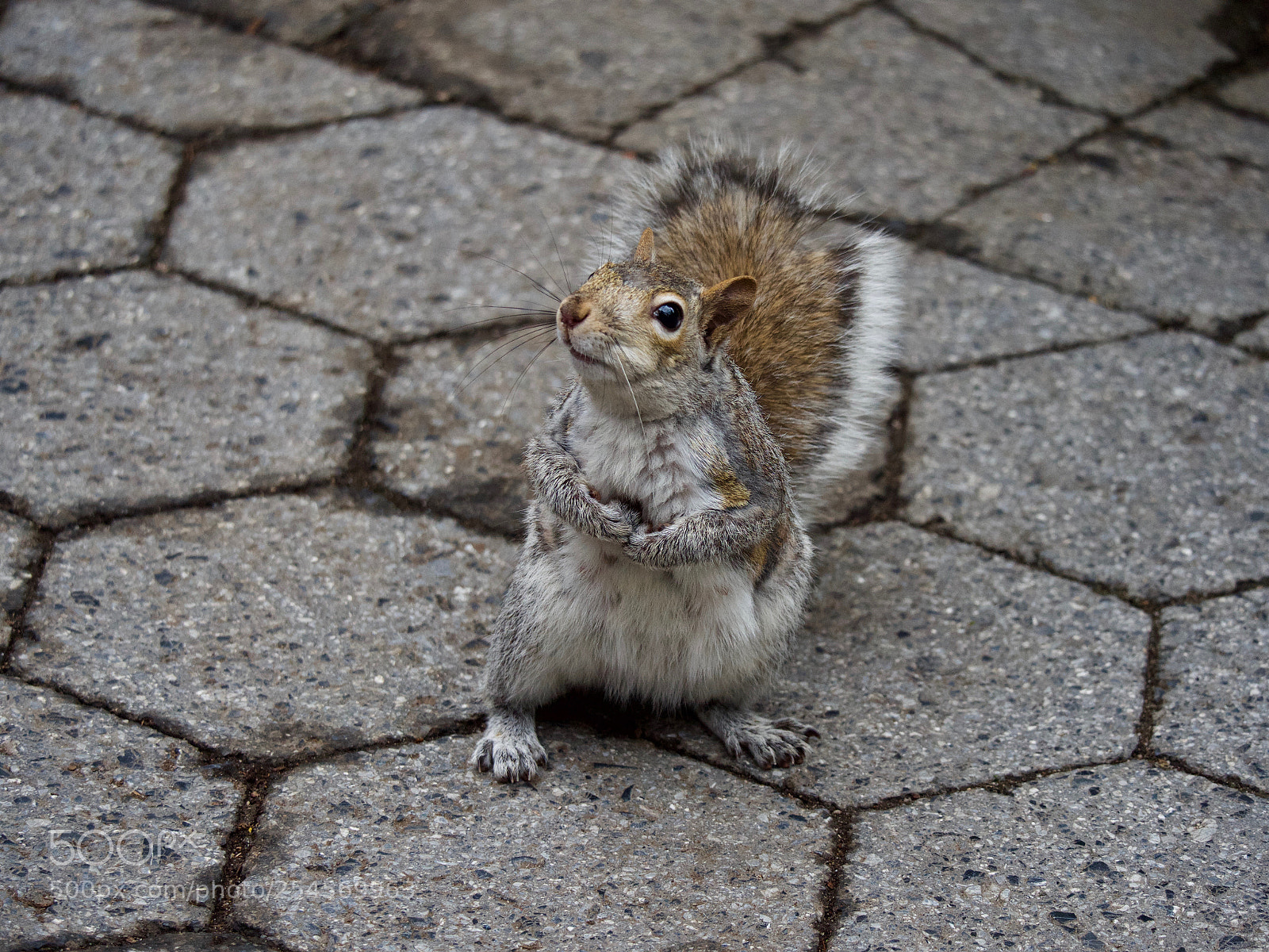 Panasonic Lumix DC-GH5 sample photo. Squirrel photography