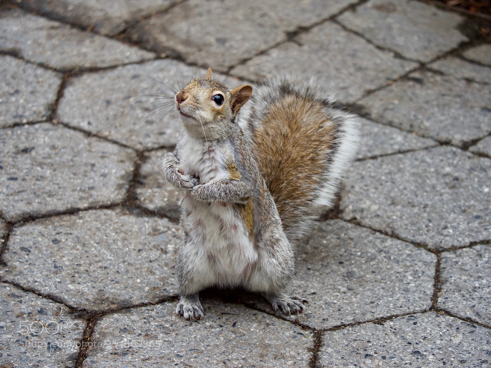 Panasonic Lumix DC-GH5 sample photo. Squirrel photography