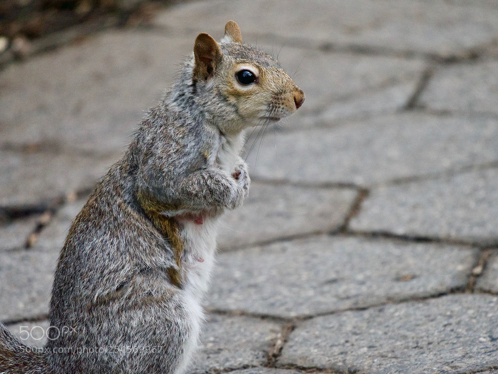 Panasonic Lumix DC-GH5 sample photo. Squirrel photography