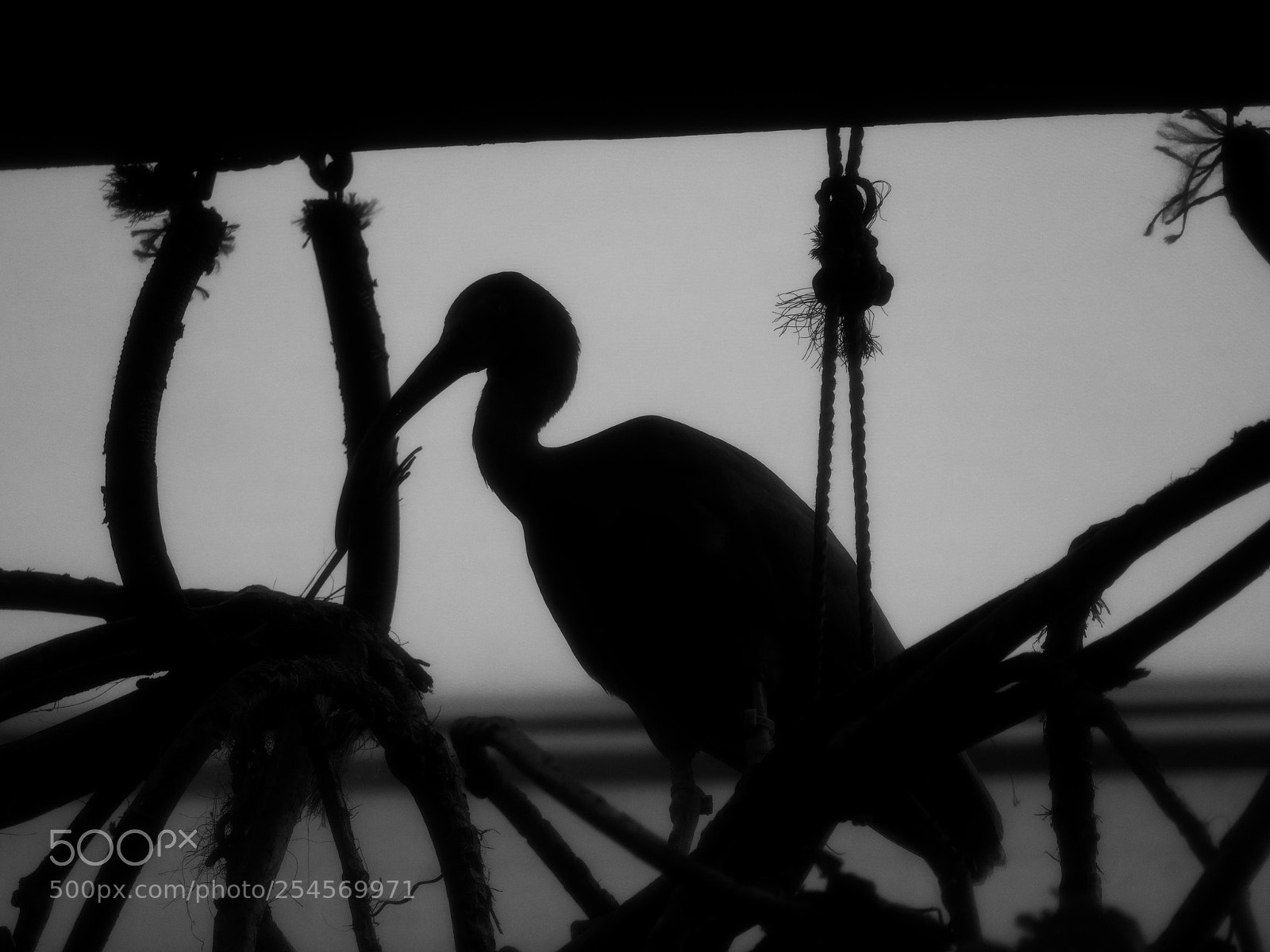 Panasonic Lumix DC-GH5 sample photo. Stork in shadow photography