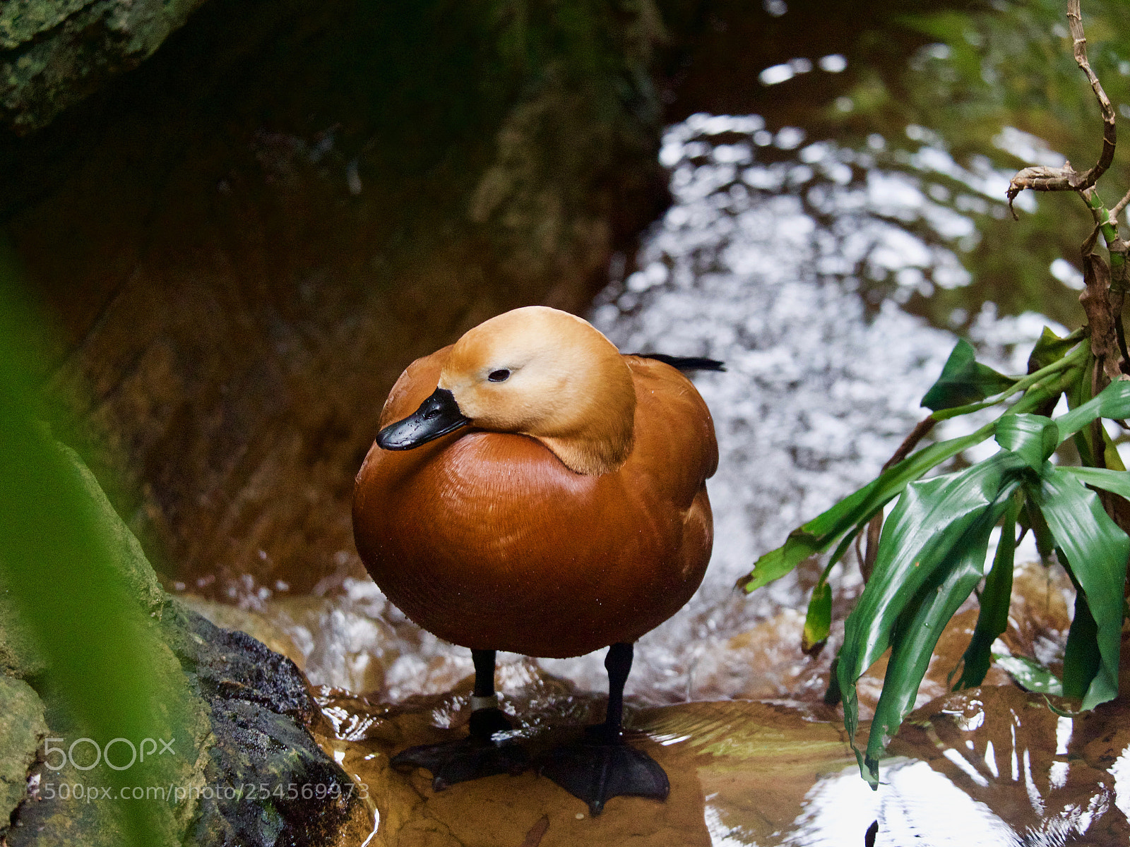 Panasonic Lumix DC-GH5 sample photo. Duck photography
