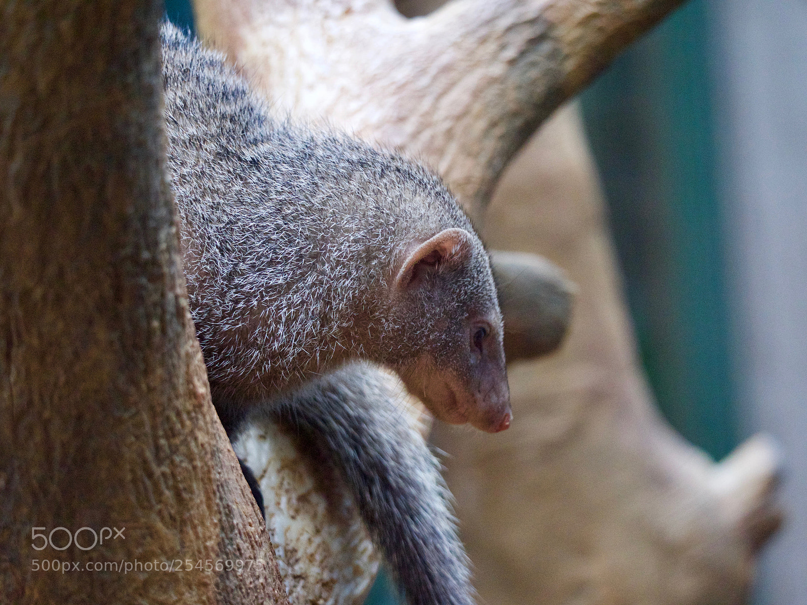 Panasonic Lumix DC-GH5 sample photo. Animals photography