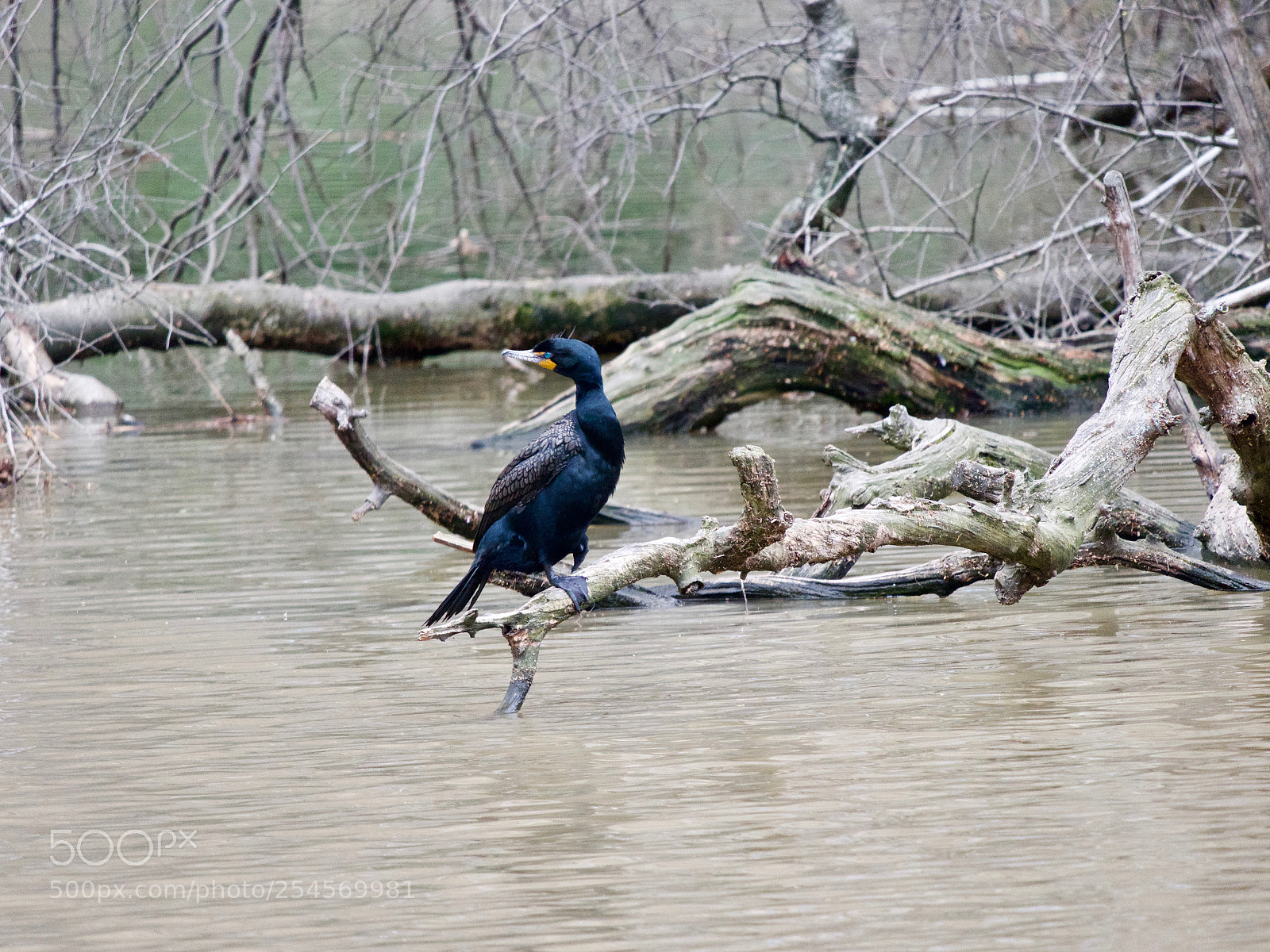 Panasonic Lumix DC-GH5 sample photo. Bird photography