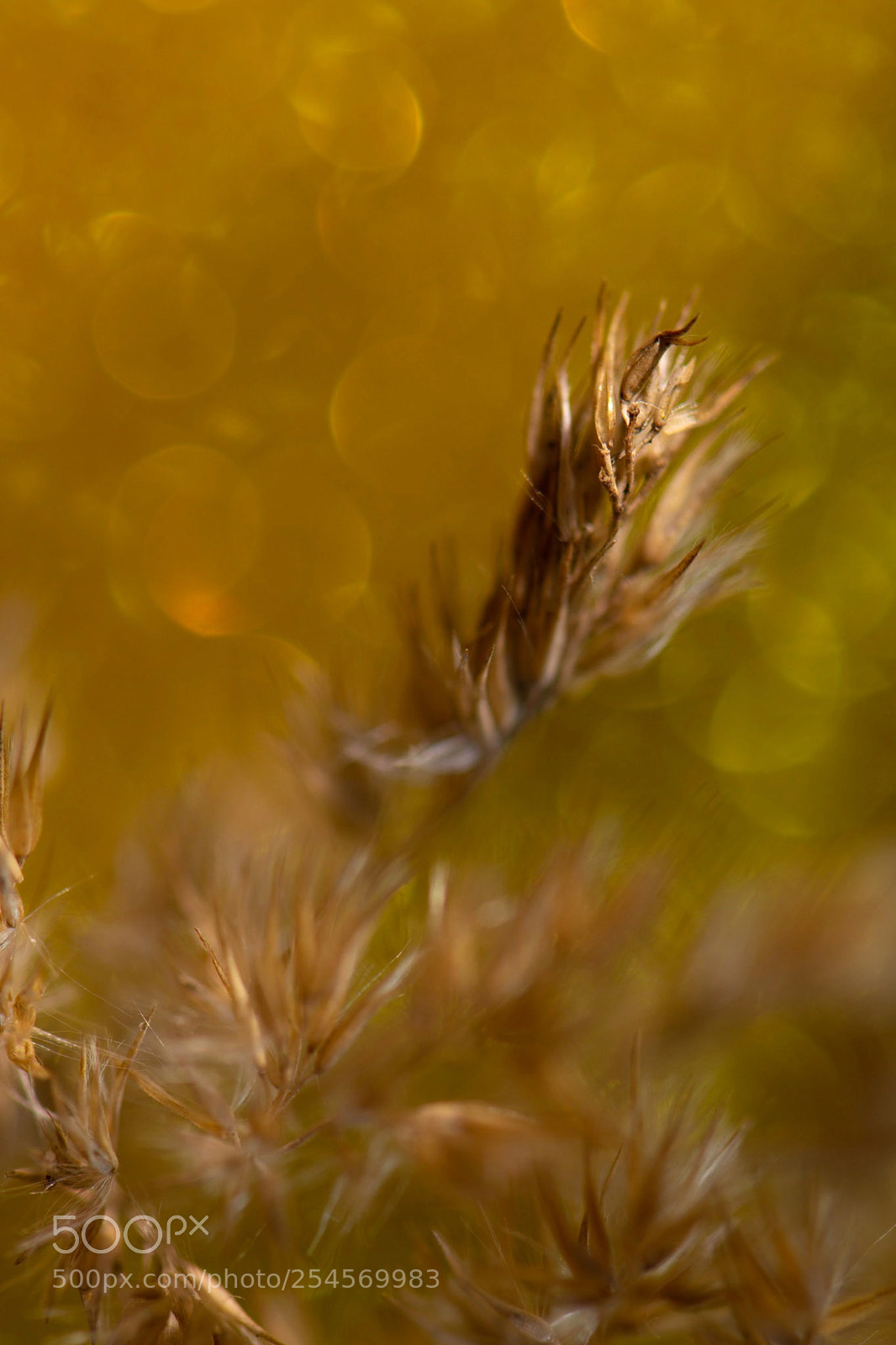 Nikon D5300 sample photo. Field 2 photography