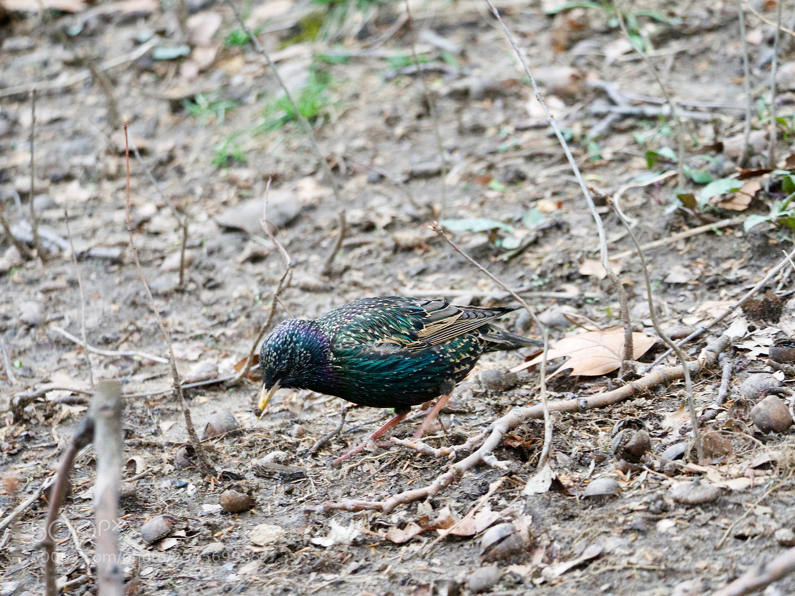 Panasonic Lumix DC-GH5 sample photo. Bird photography