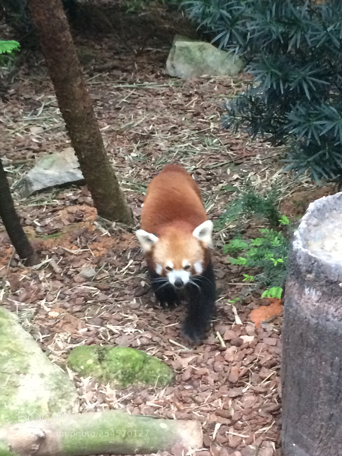 Apple iPhone 5s sample photo. Red panda pt 2 photography