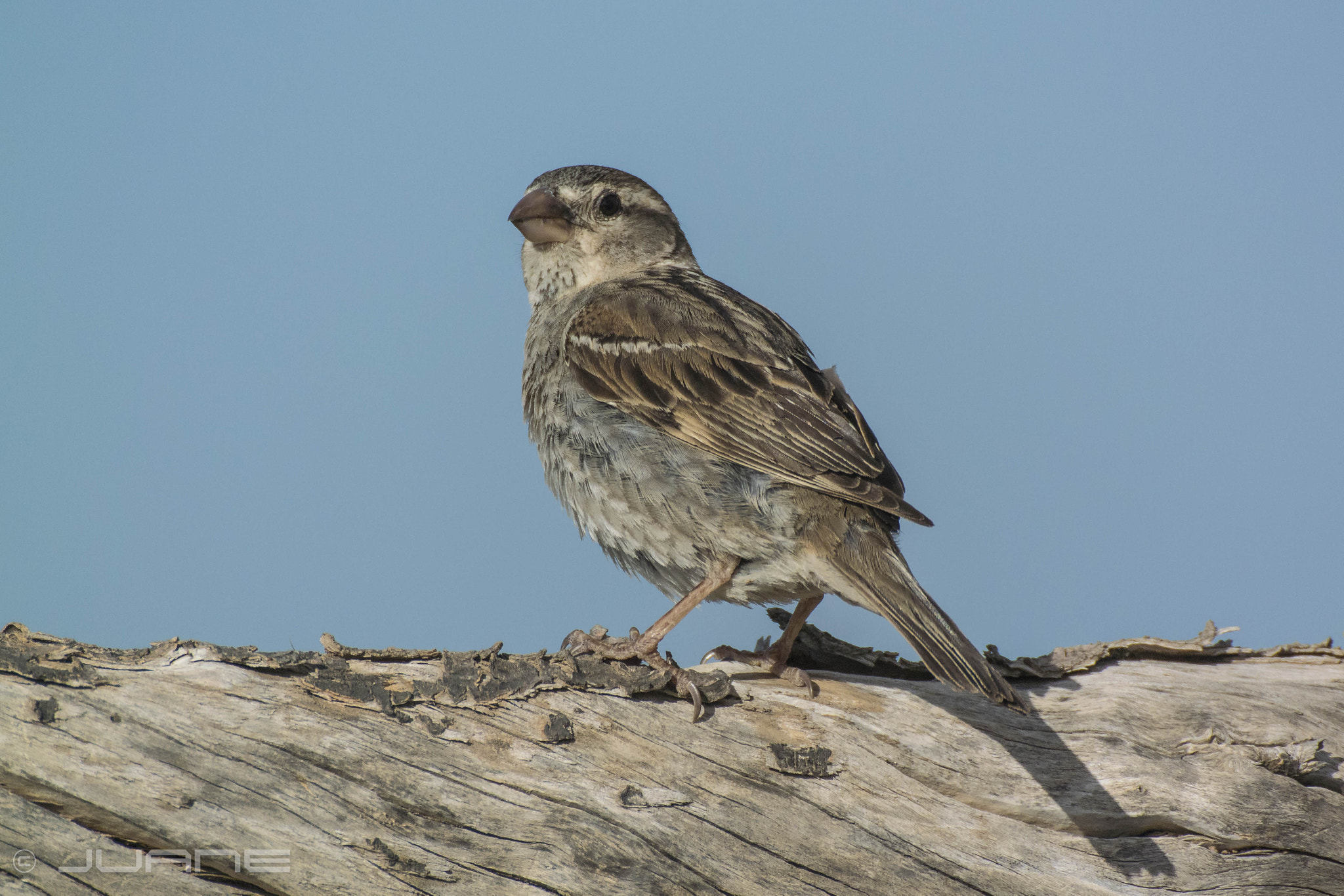 Nikon 1 V3 sample photo. Gorrion moruno-passer hispaniolensis (♀) photography