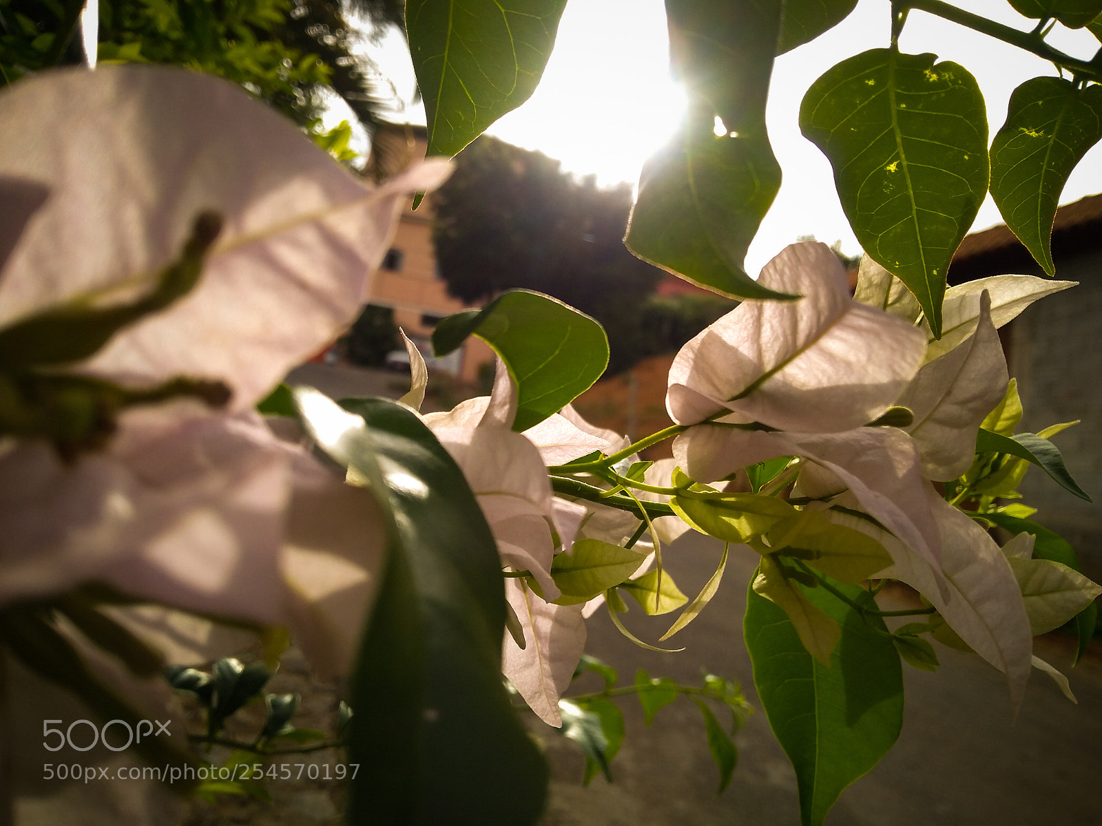 Motorola Moto G (5S) Plus sample photo. Untitled photography