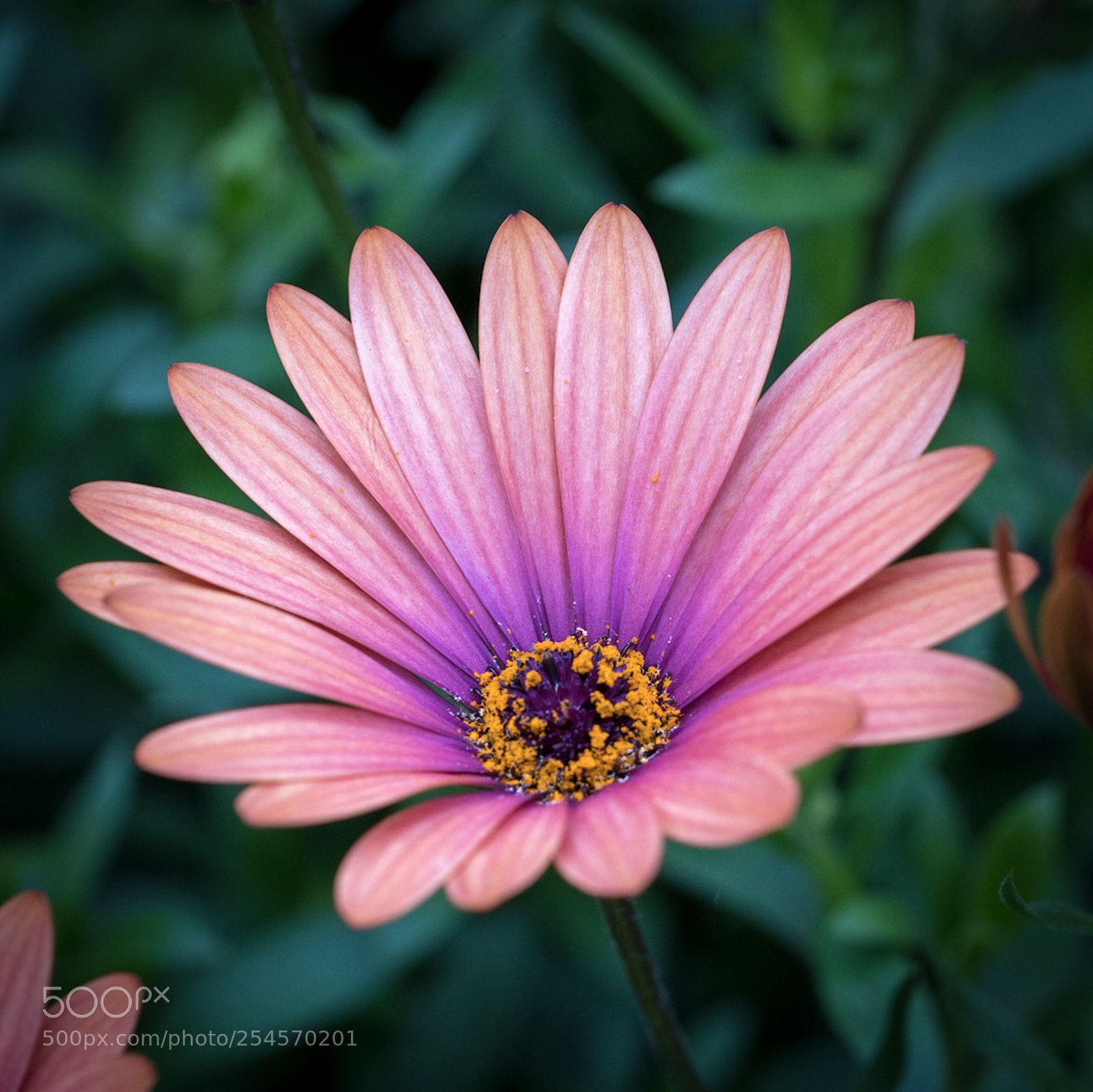 Sony a7R II sample photo. Untitled photography