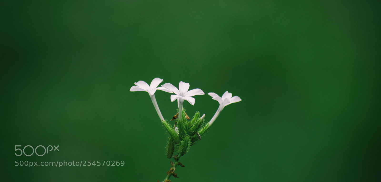 Nikon D5500 sample photo. White in green photography