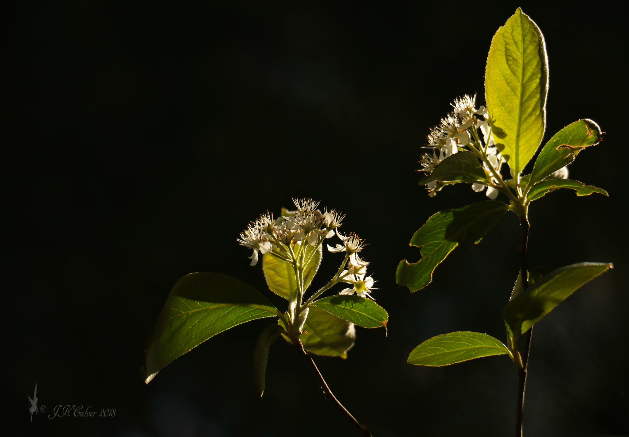 Canon EOS 77D (EOS 9000D / EOS 770D) sample photo. Back lighting photography