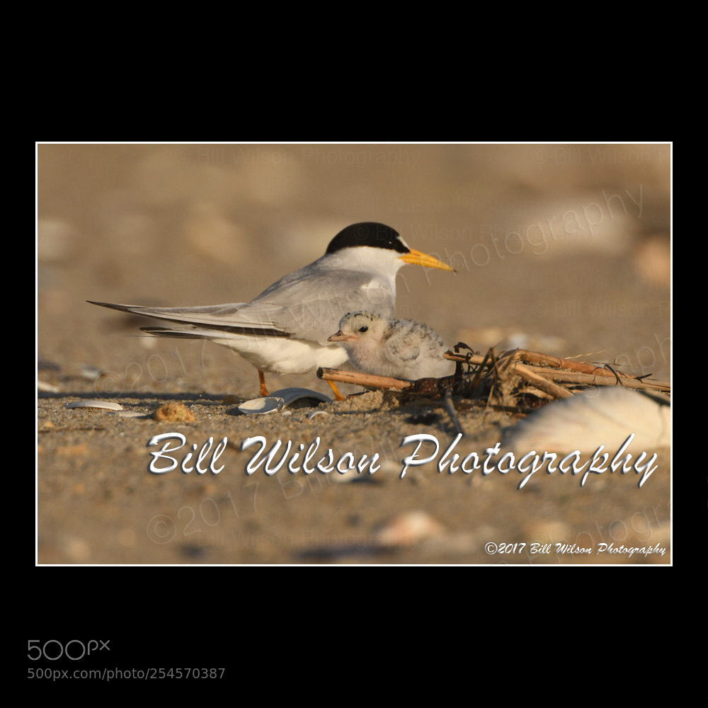 Nikon D500 sample photo. Least tern chick photography
