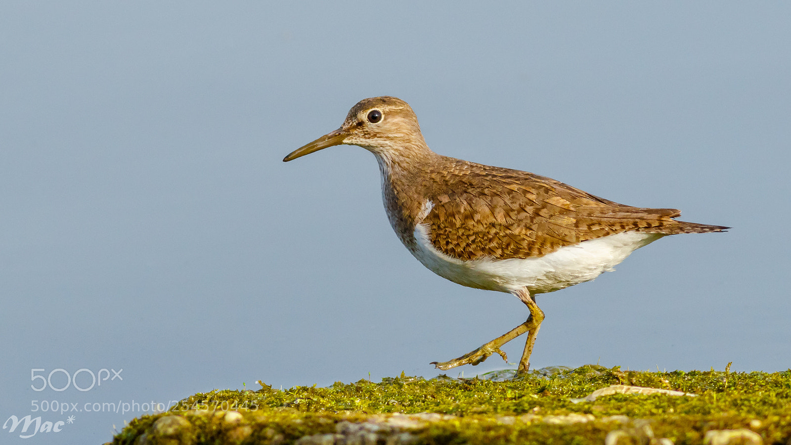 Canon EOS 7D Mark II sample photo. Common sandpiper-oeverloper photography