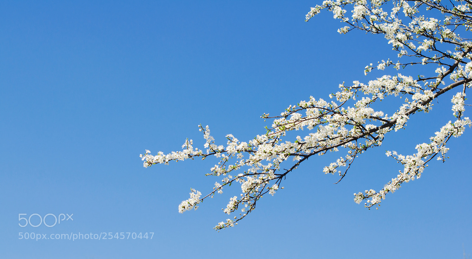 Nikon D7000 sample photo. Blooming apricot photography