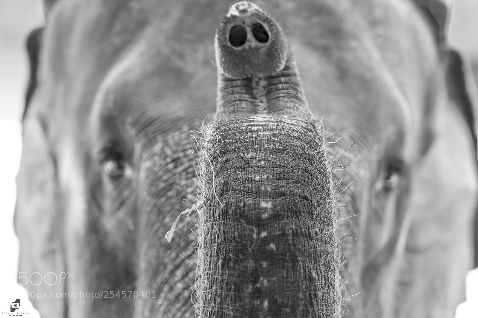 Nikon D7100 sample photo. Elephant photography
