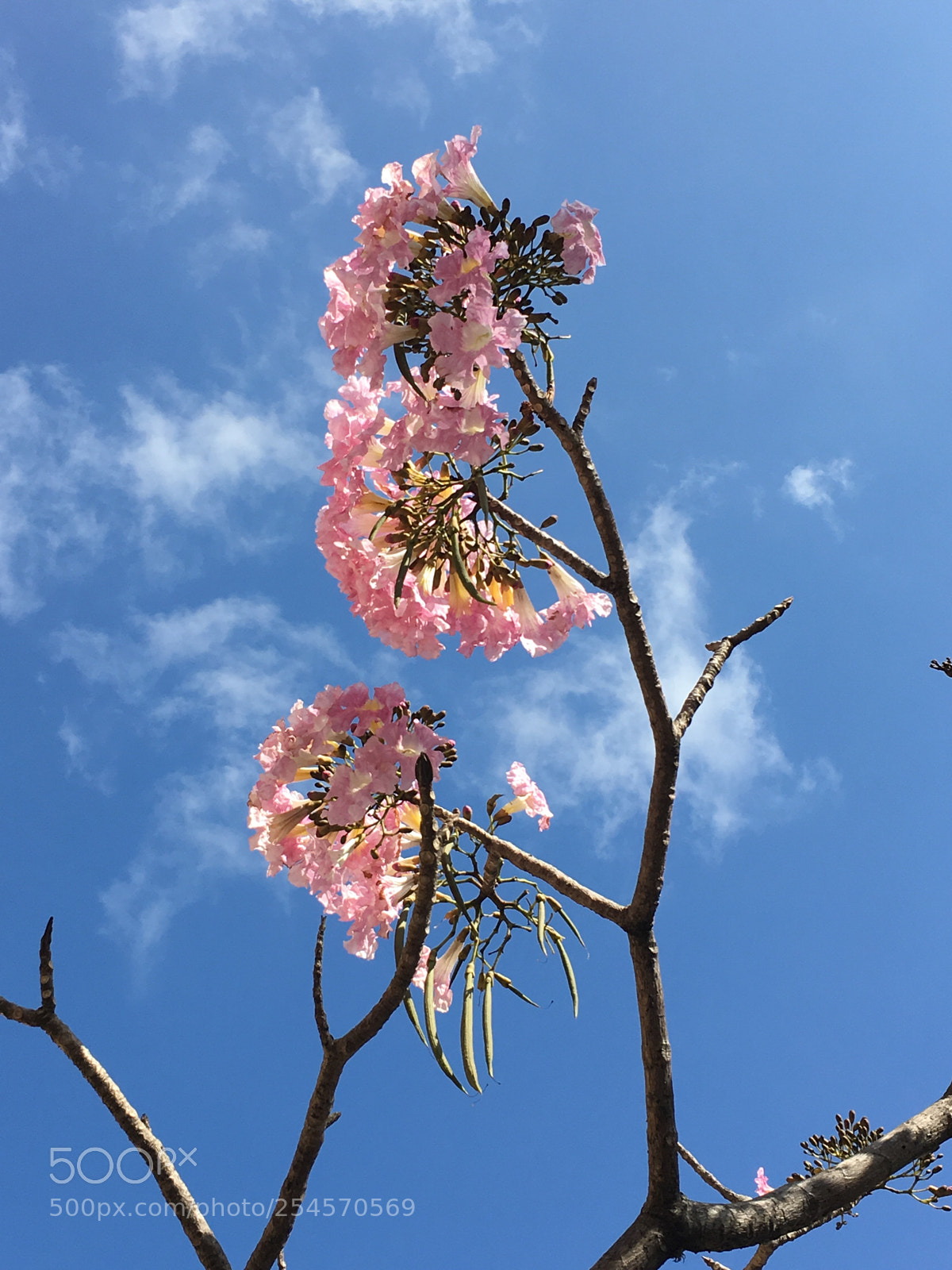 Apple iPhone 6s sample photo. Costa rica blossom  photography