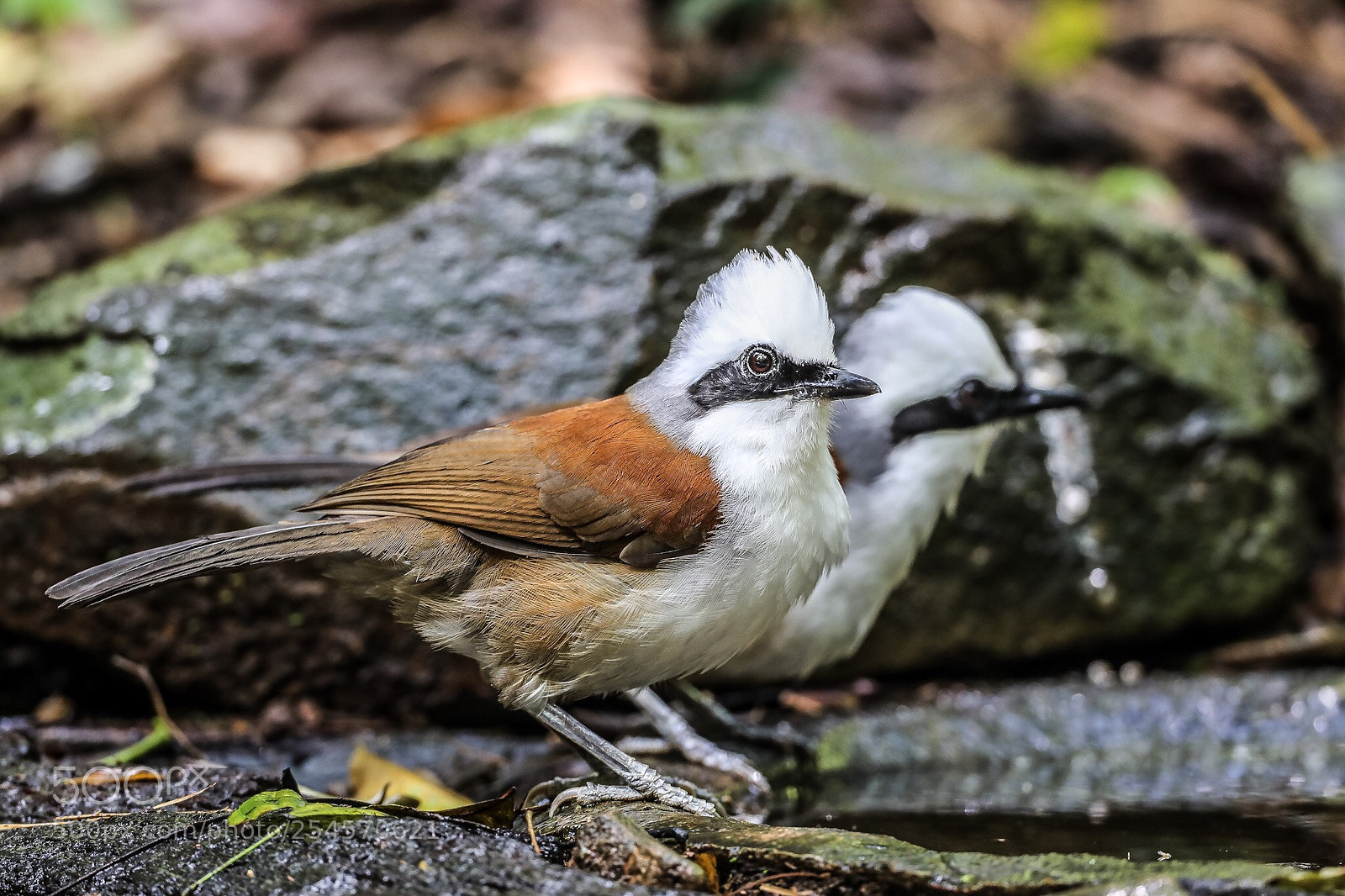 Canon EOS-1D X Mark II sample photo. White-crested laughingthrush@thailand photography