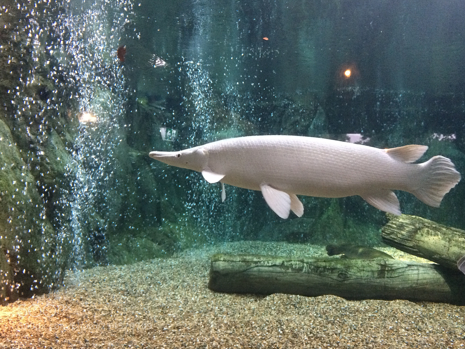 Apple iPhone 5s sample photo. Fish in tank  photography