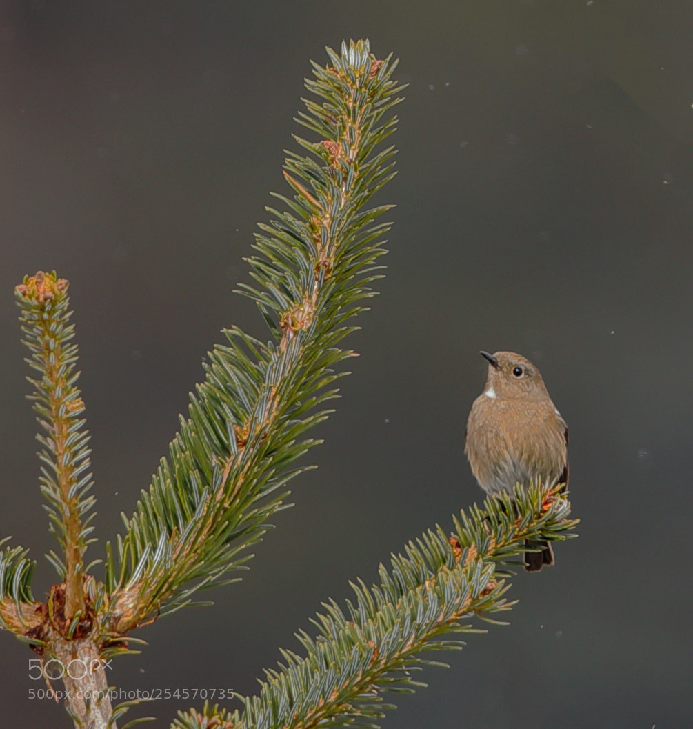 Canon EOS 5D Mark IV sample photo. Black redstart - female photography