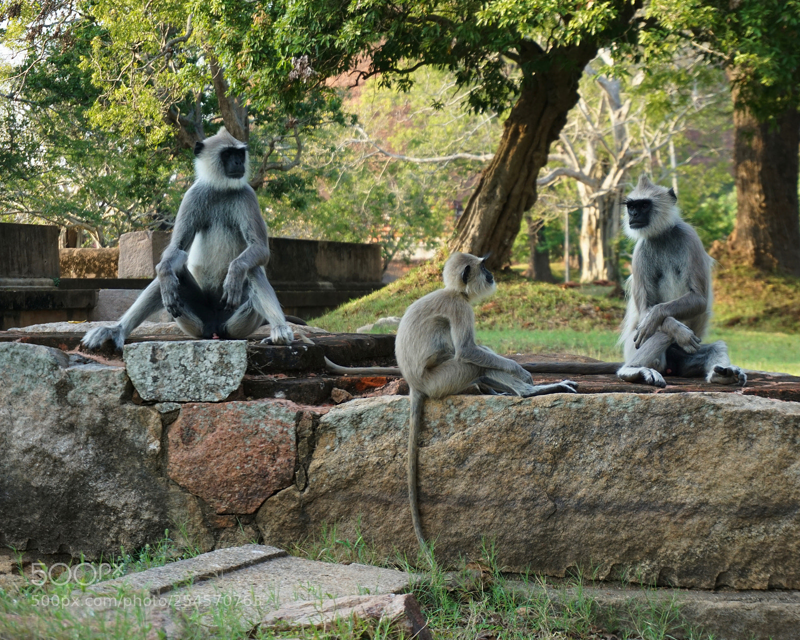 Sony a6000 sample photo. Lounging monkeys photography