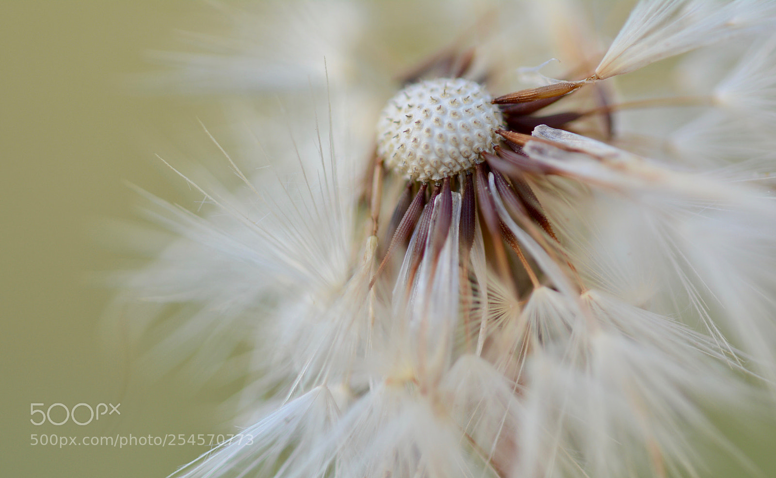 Nikon D7100 sample photo. Dandelion photography