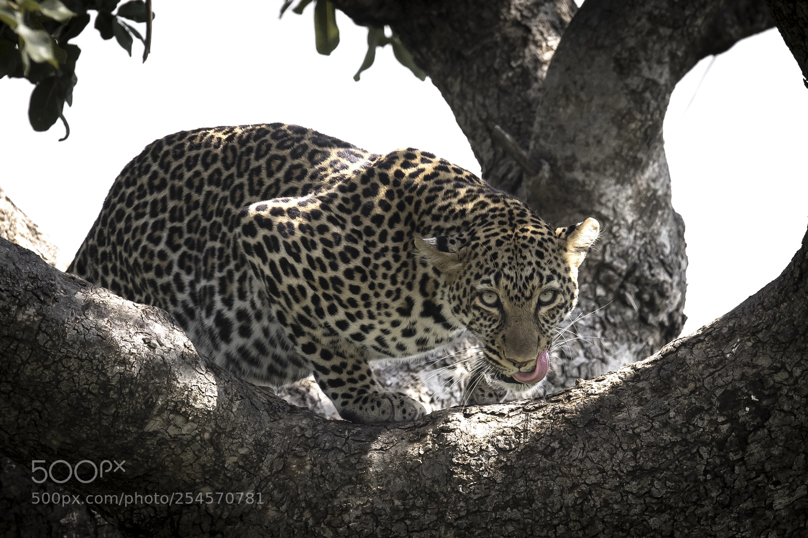 Nikon D850 sample photo. Leopard-tree female photography