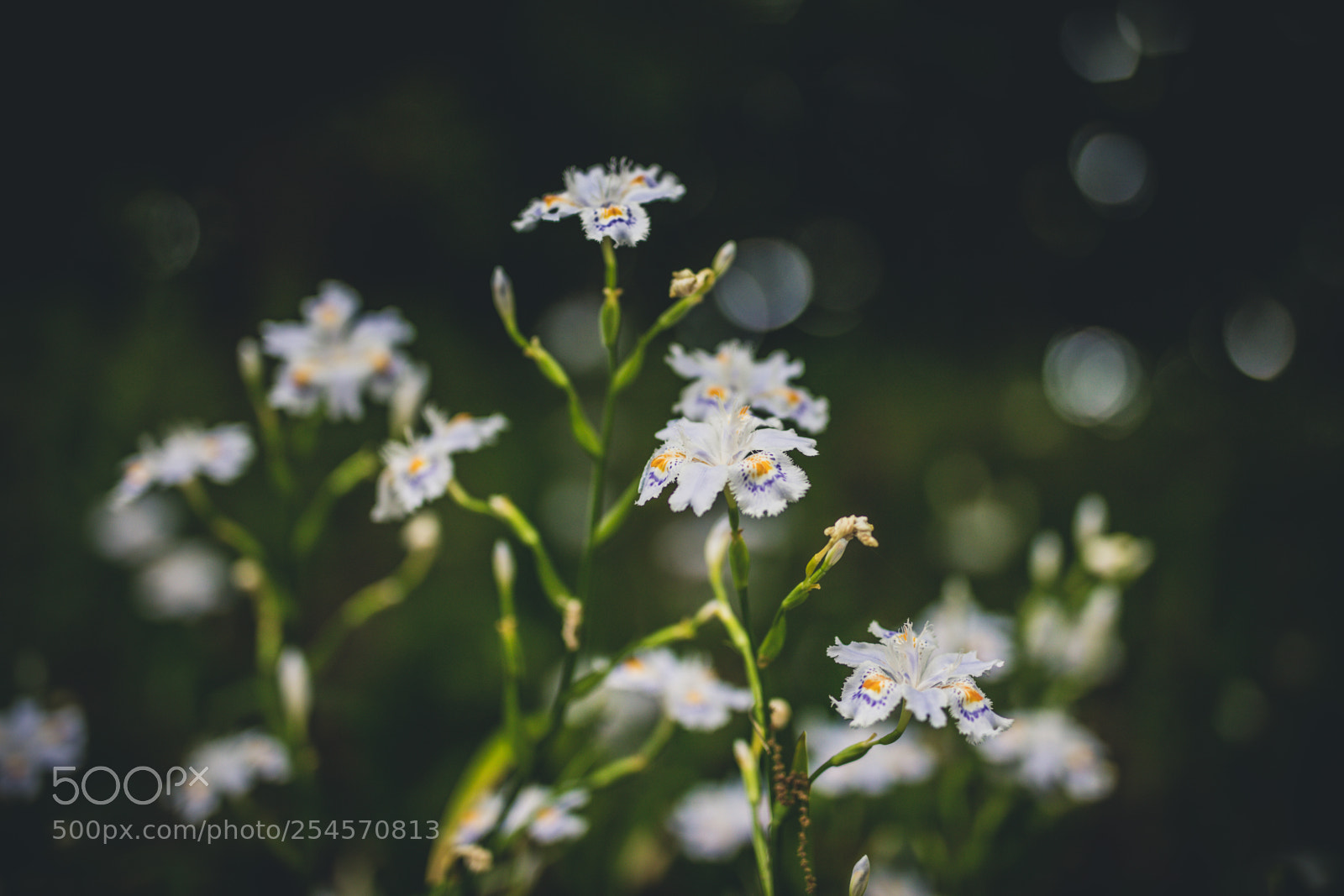 Canon EOS 5DS R sample photo. Flower photography