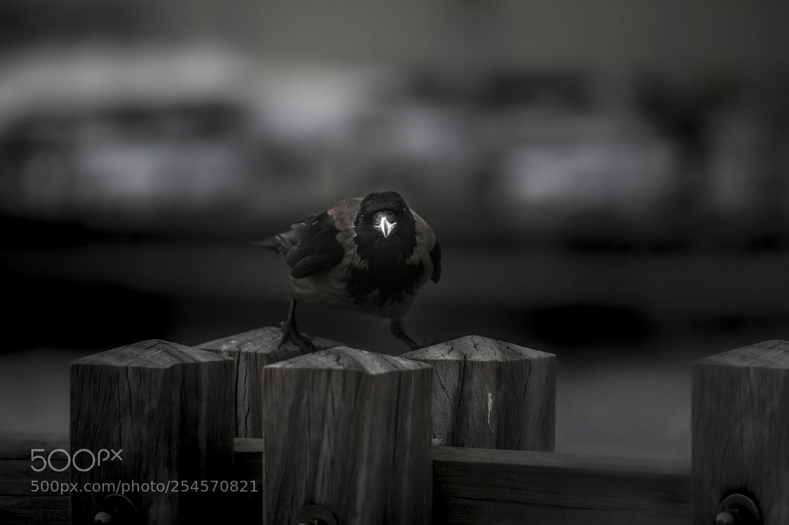 Canon EOS 5D Mark IV sample photo. Crow photography