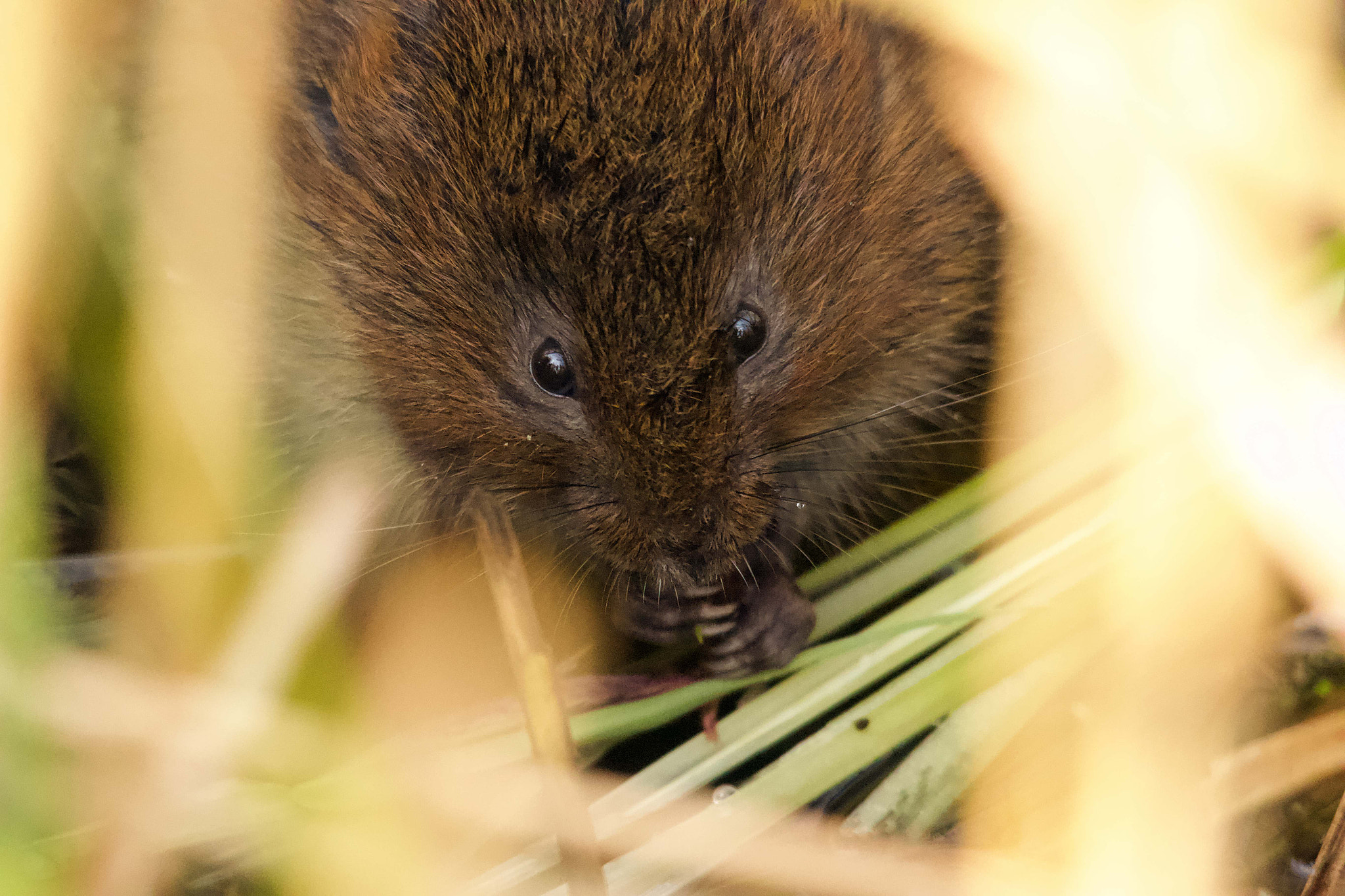 Canon EOS 70D + Sigma 150-500mm F5-6.3 DG OS HSM sample photo. Water vole photography