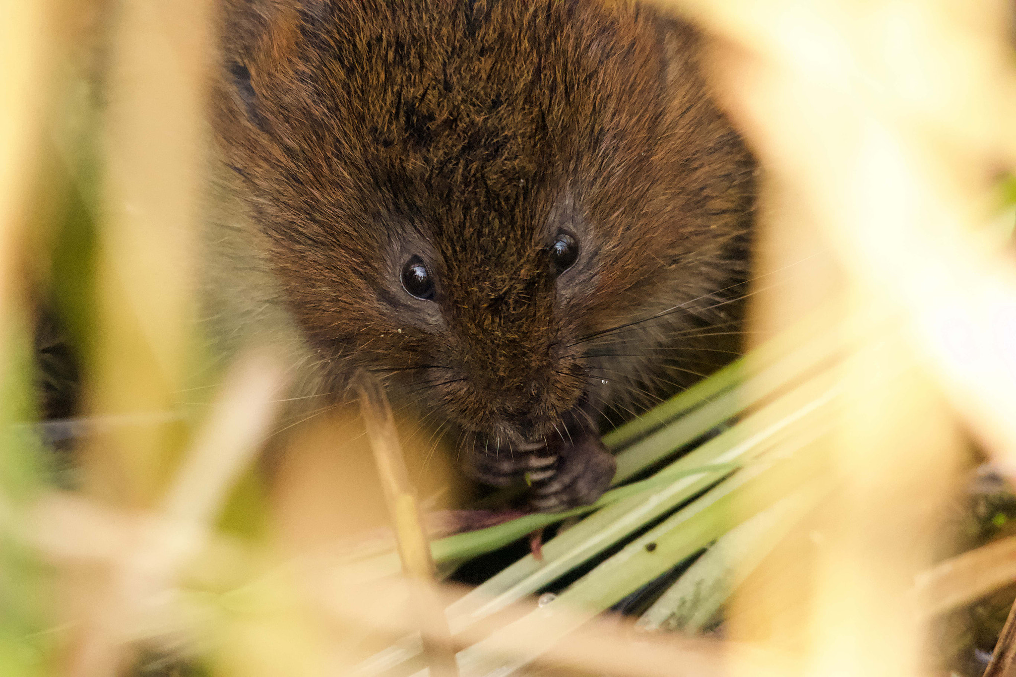 Sigma 150-500mm F5-6.3 DG OS HSM sample photo. Water vole photography