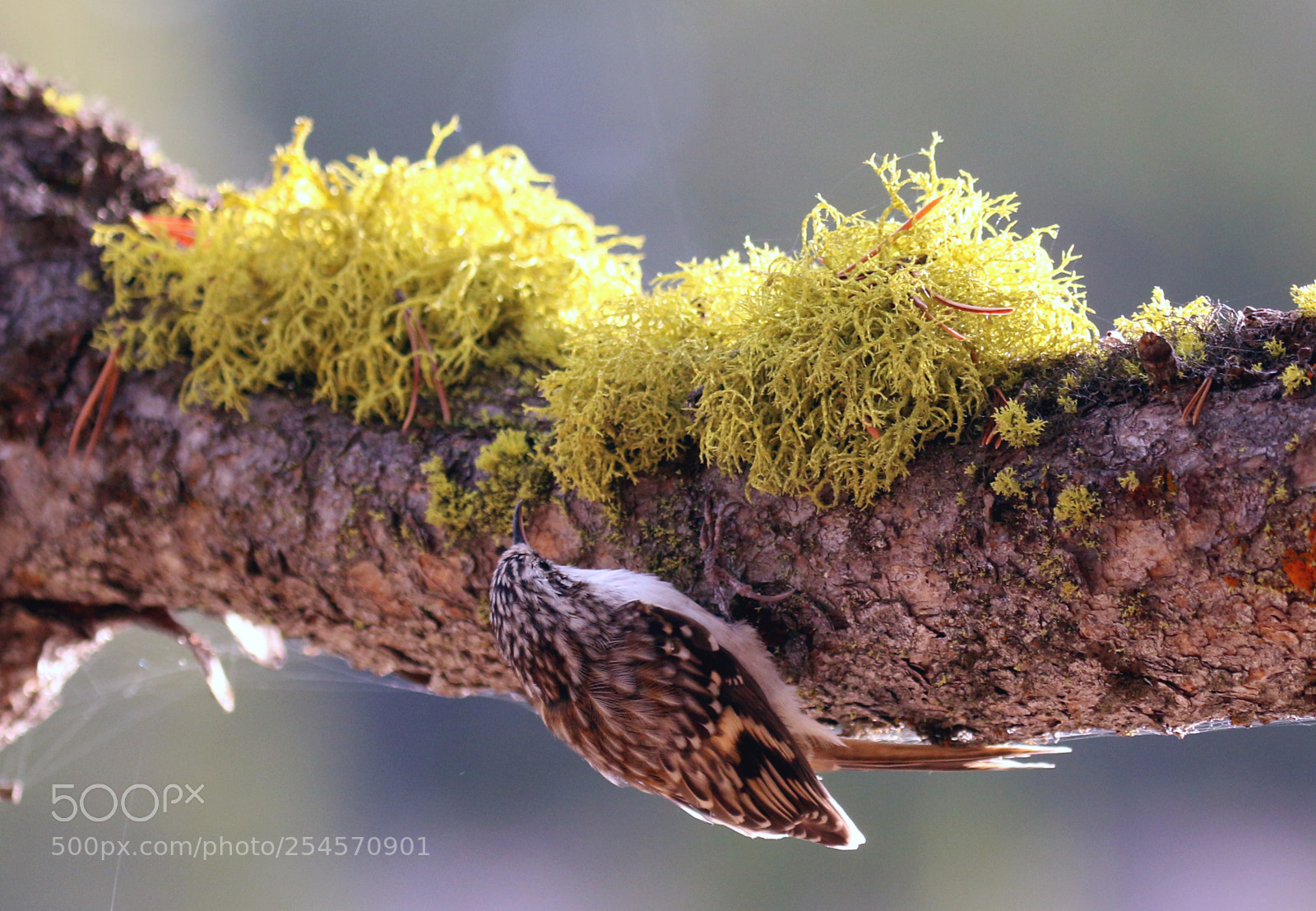 Canon EOS 70D sample photo. Brown tree creeper photography