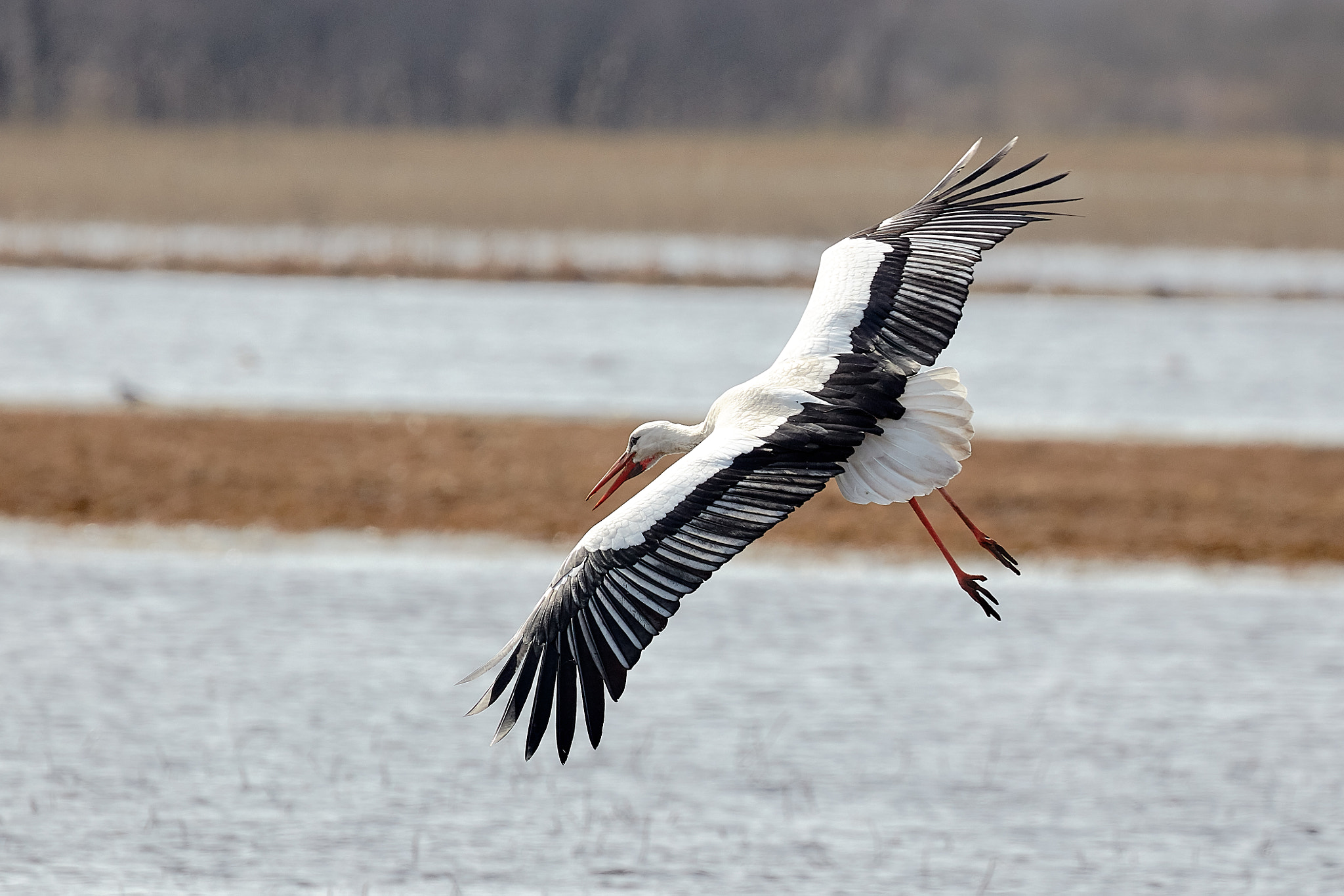 Canon EF 100-400mm F4.5-5.6L IS II USM sample photo. White stork cleared to land photography