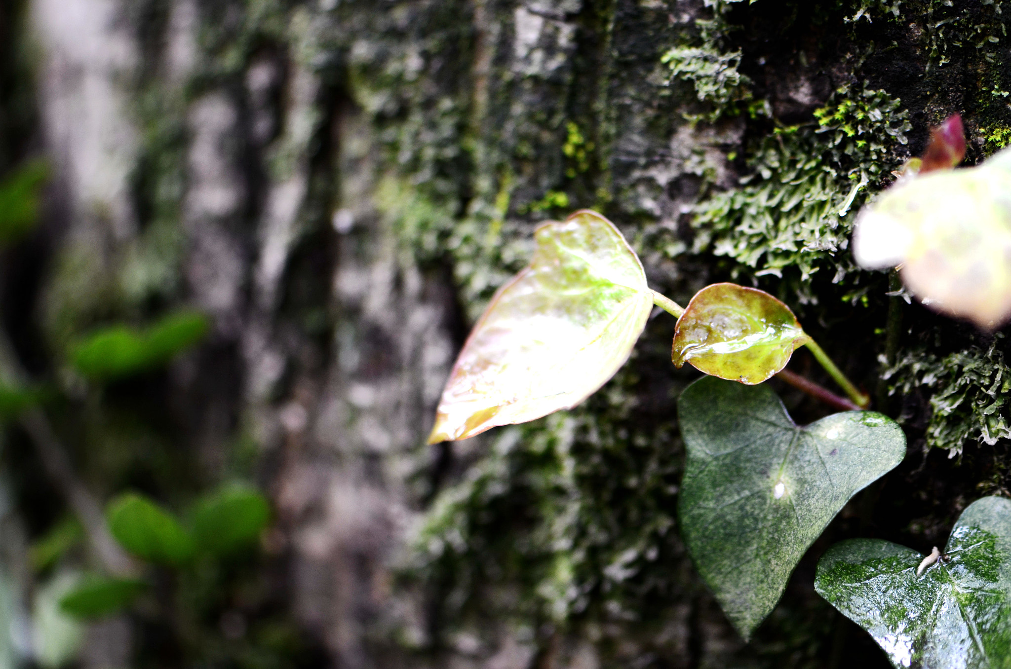 Nikon AF-S Micro-Nikkor 105mm F2.8G IF-ED VR sample photo. 脱尘 photography