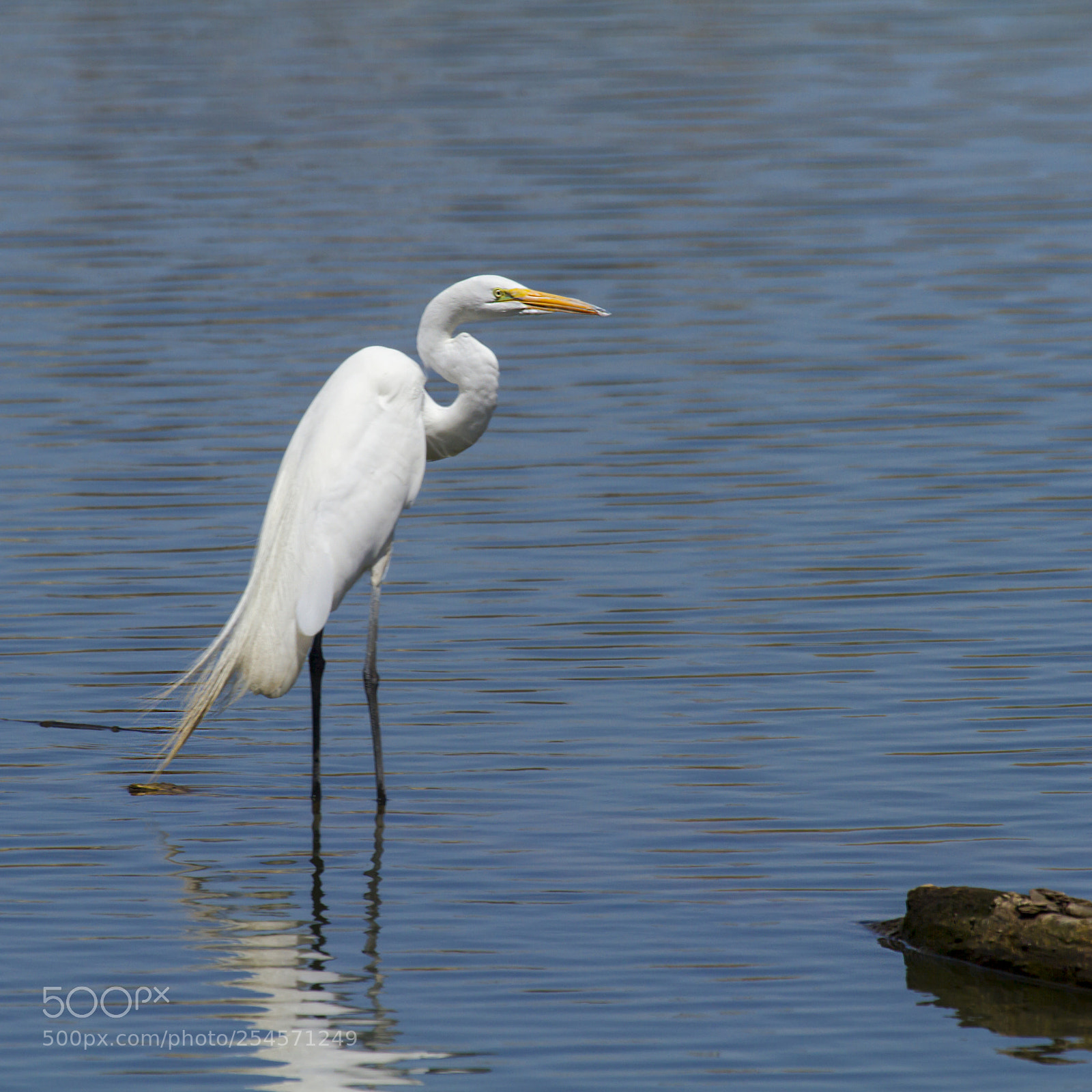 Canon EOS 7D sample photo. Great egret male wading photography