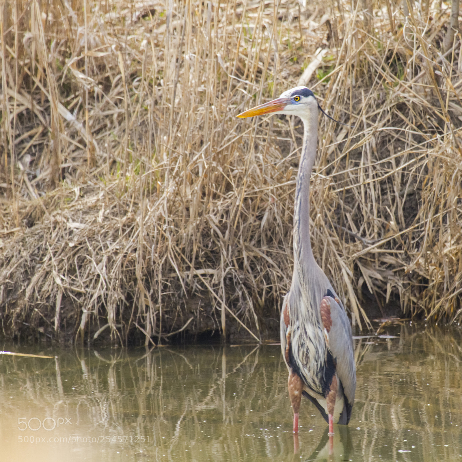 Canon EOS 7D sample photo. Great blue heron wading photography