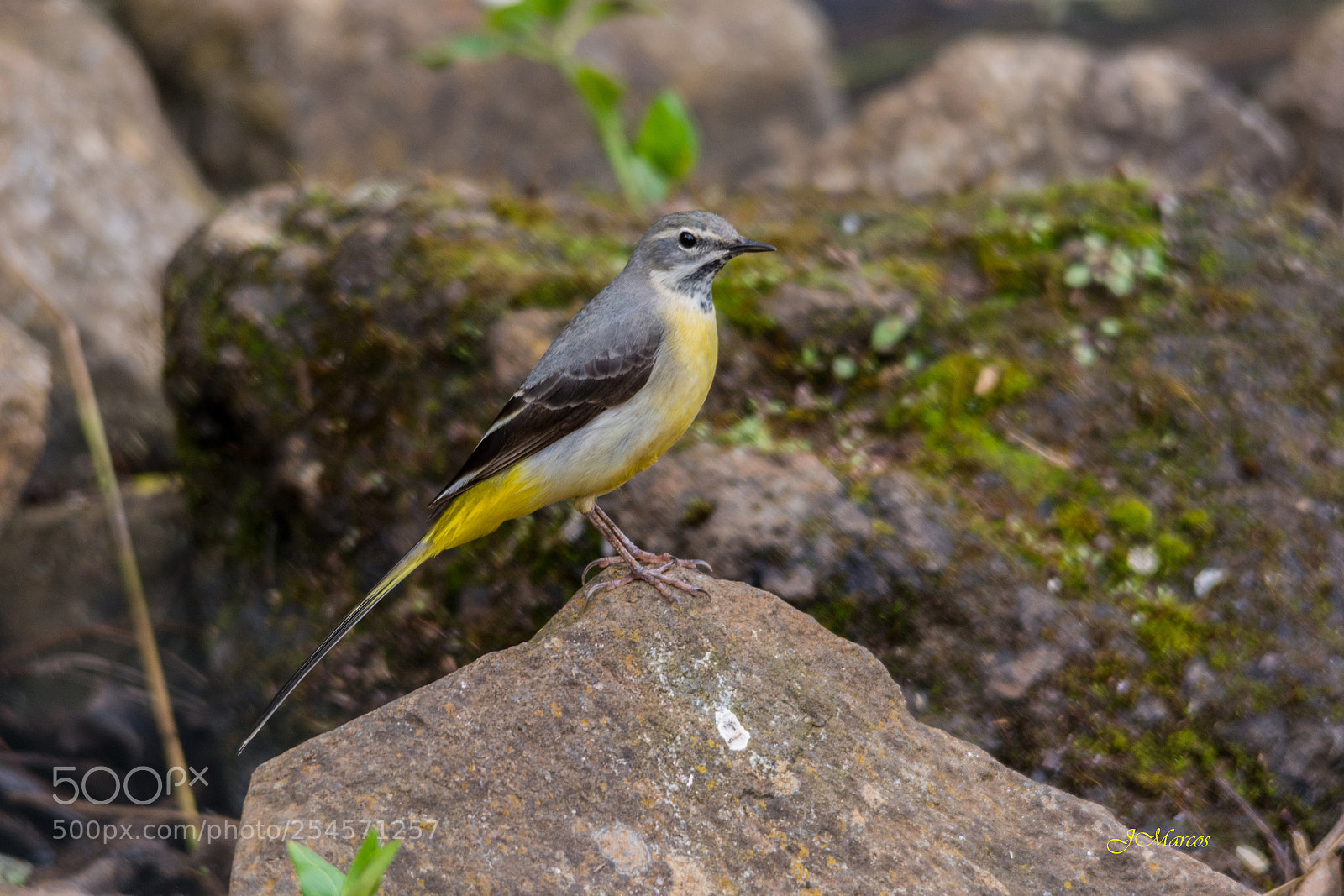 Nikon D7100 sample photo. Grey wagtail photography