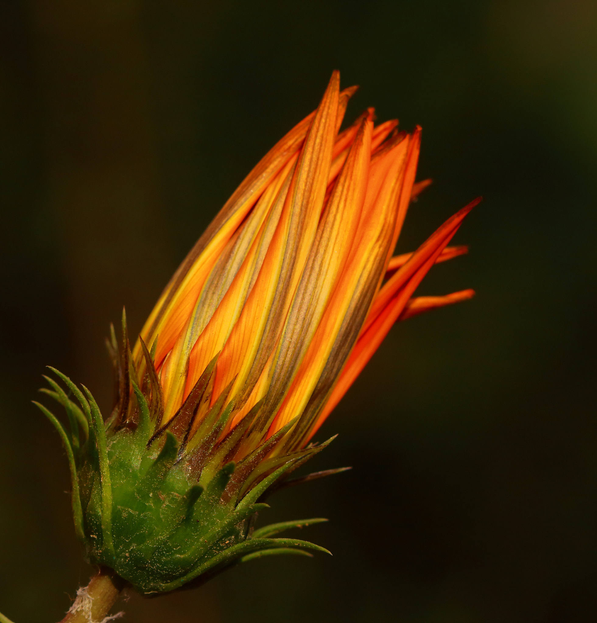 Canon EF 100mm F2.8L Macro IS USM sample photo. Orange strips photography