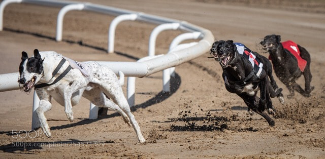 Canon EOS 5D Mark IV sample photo. The chasing pack photography