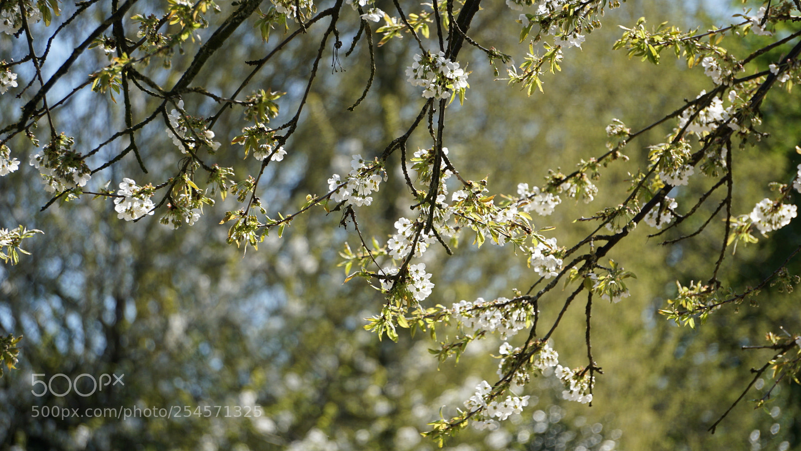 Sony a6000 sample photo. Cherrytree photography