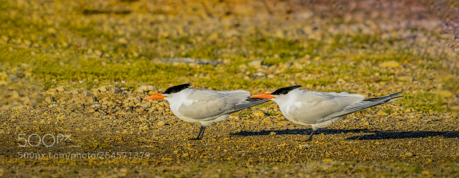 Nikon D500 sample photo. Royal terns into a photography