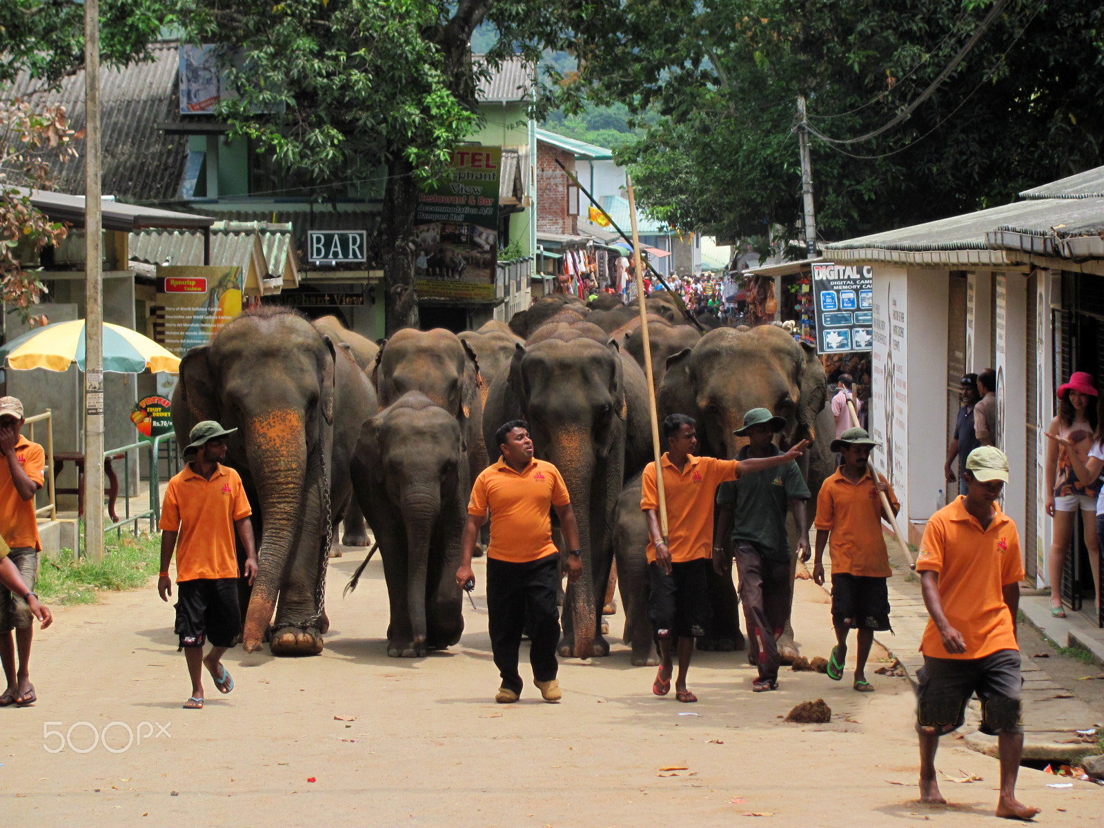 Canon PowerShot SX120 IS sample photo. Elephants on sri lanka photography