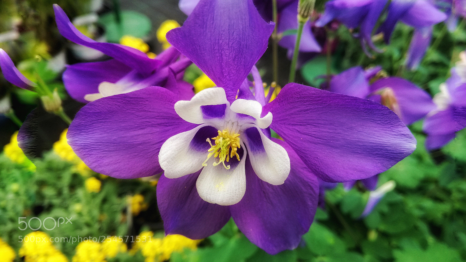 HUAWEI P9 LITE sample photo. Aquilegia  photography