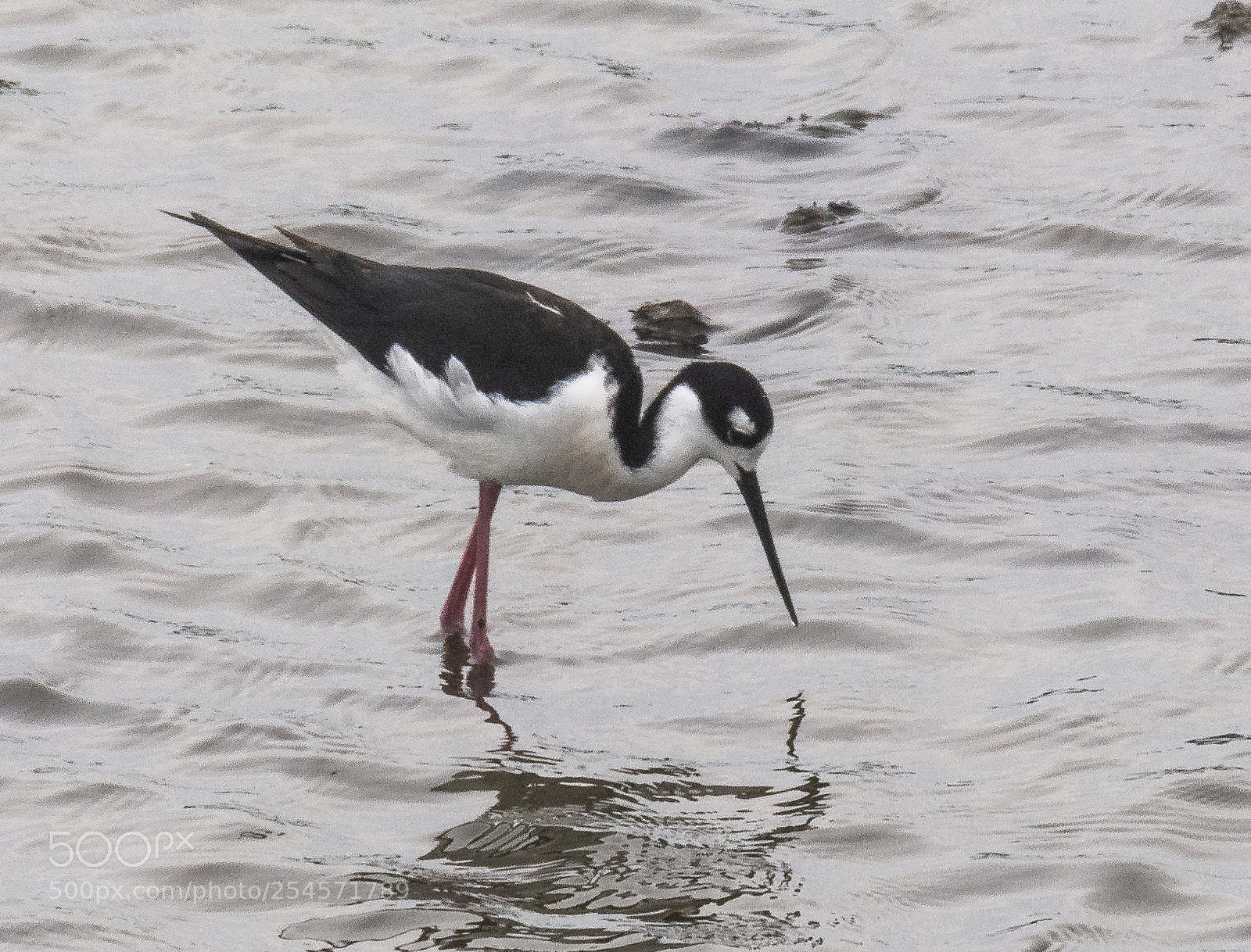 Nikon D7100 sample photo. Marsh bird photography
