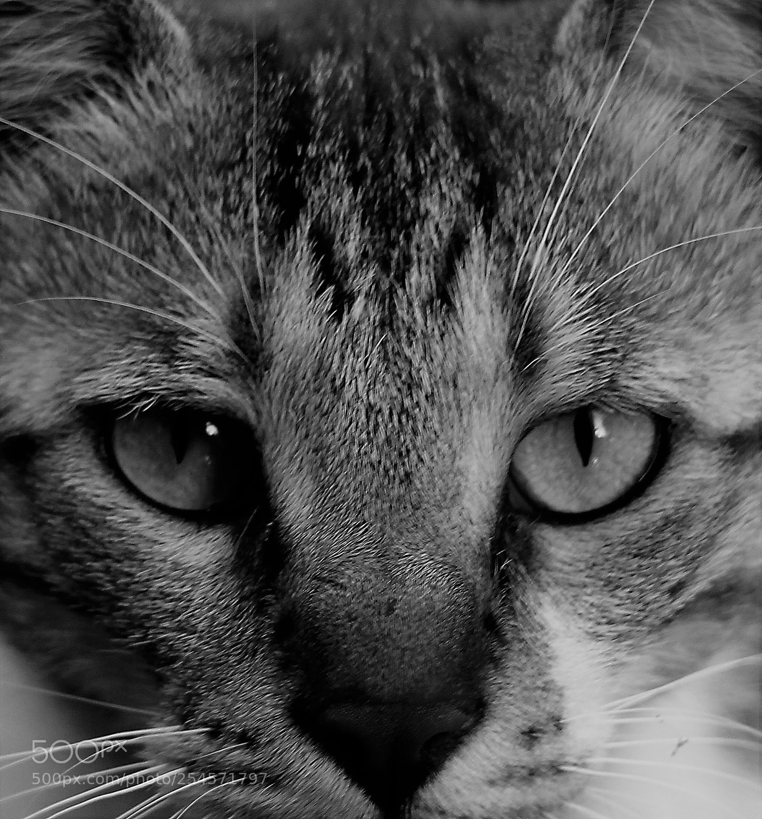 Canon EOS 600D (Rebel EOS T3i / EOS Kiss X5) sample photo. () photography