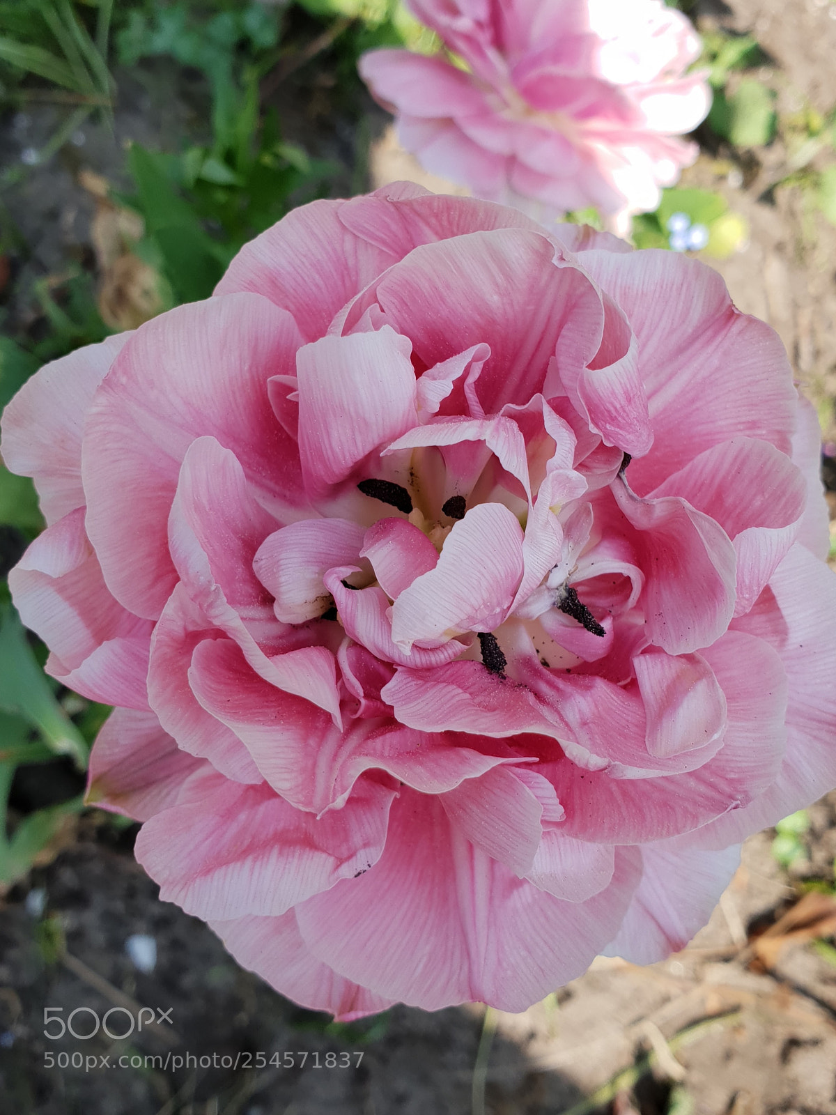 Samsung Galaxy S9+ sample photo. Untitled photography