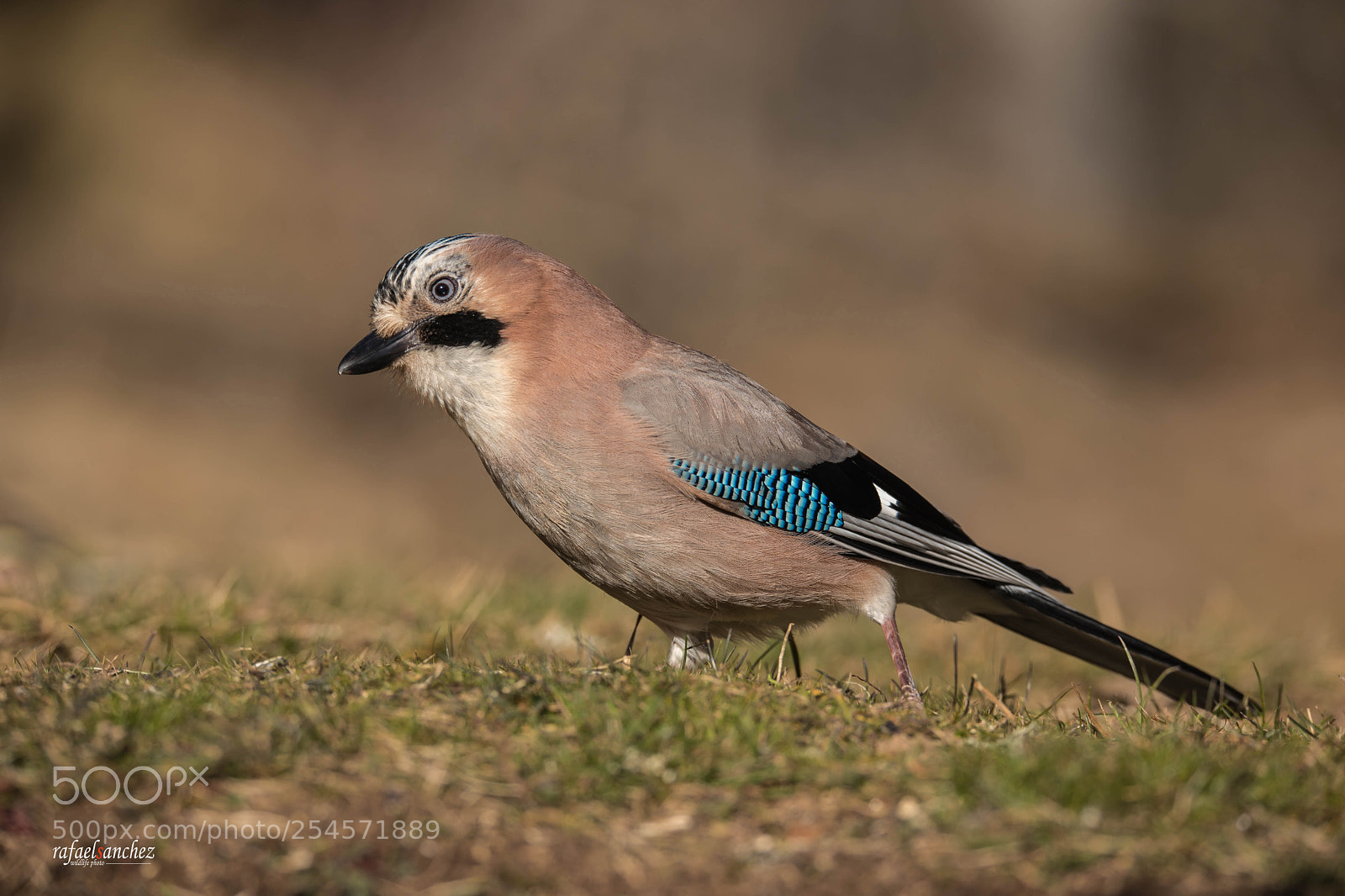 Canon EOS 5D Mark IV sample photo. Arrendajo - eurasian jay photography